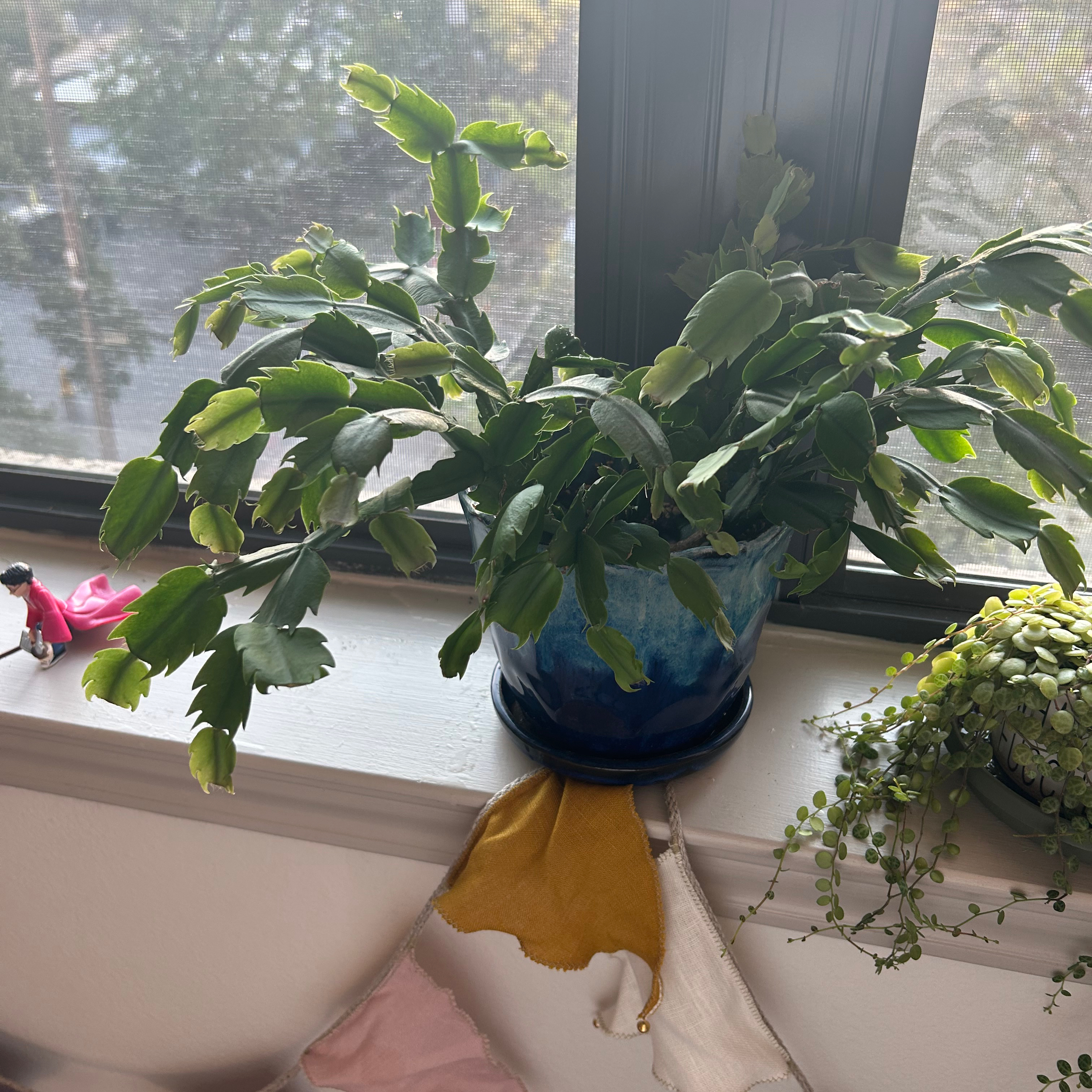 False Christmas Cactus plant photo by @geemcolo named Julia on Greg, the plant care app.