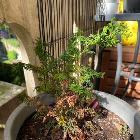 Photo of the plant species Dwarf Hinoki Cypress by Junglequeen named Your plant on Greg, the plant care app