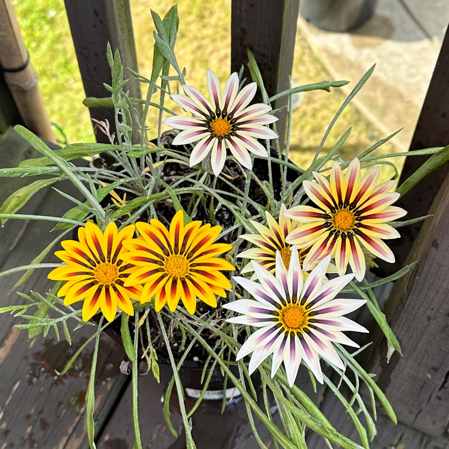 Photo of the plant species Treasure Flower by @SublimeFuscia named Gregarious on Greg, the plant care app