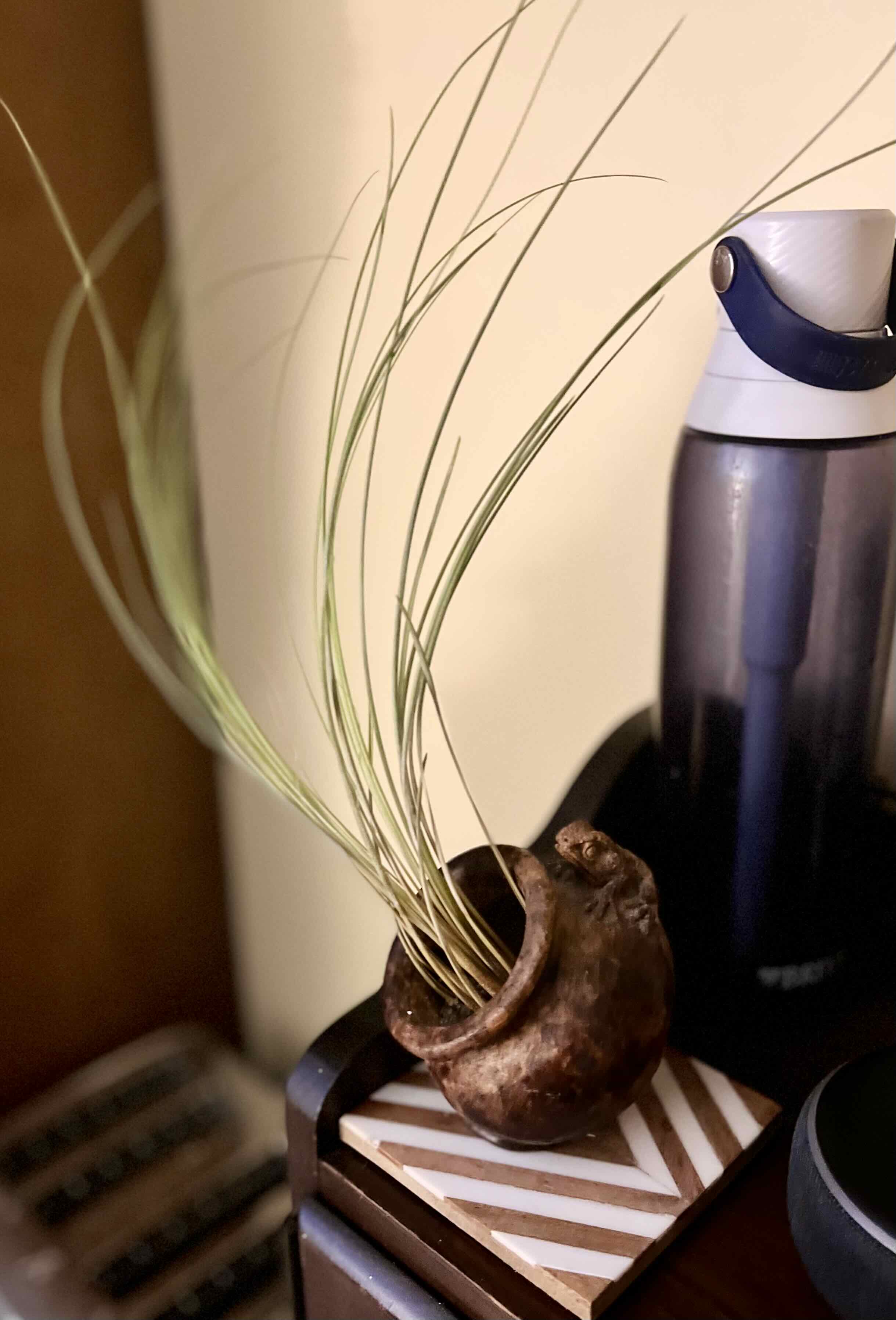 Tillandsia Juncea plant in a small pot with long, slender leaves.