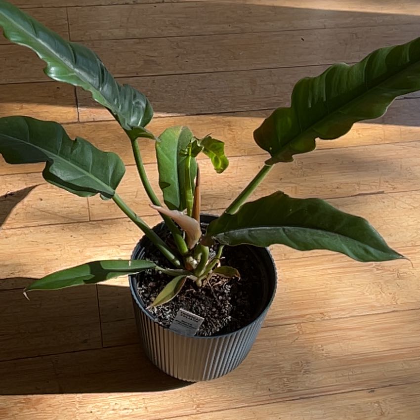 Photo of the plant species Narrow by @Maryrebecca named Mollie on Greg, the plant care app