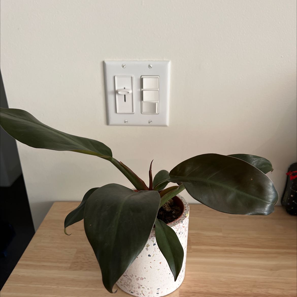 Philodendron 'Imperial Red' plant in a white pot on a wooden surface with a light switch in the background.