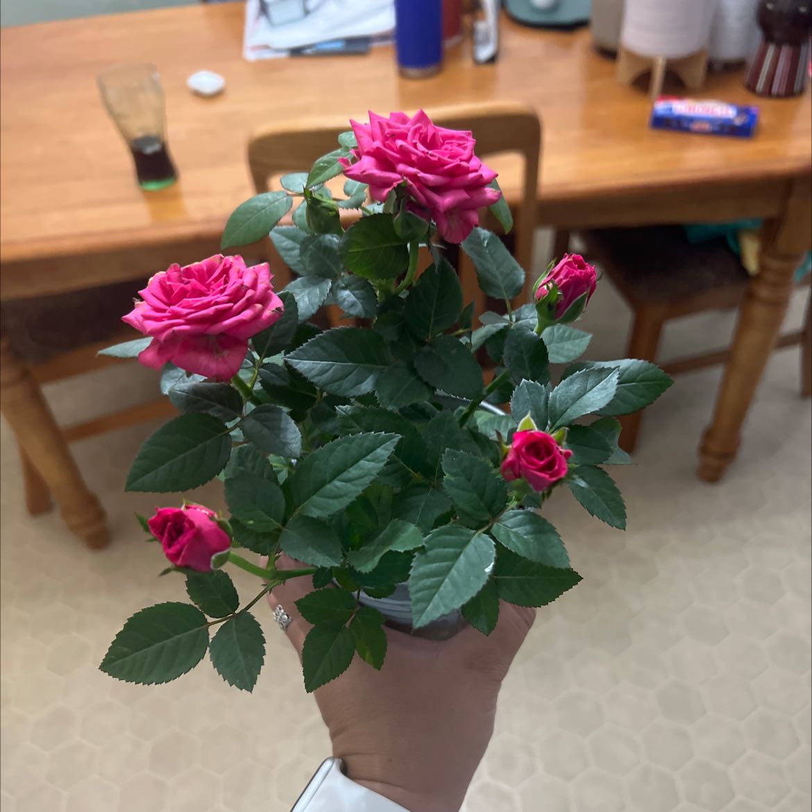 A healthy miniature rose plant with vibrant pink flowers and dark green leaves, held by a hand indoors.