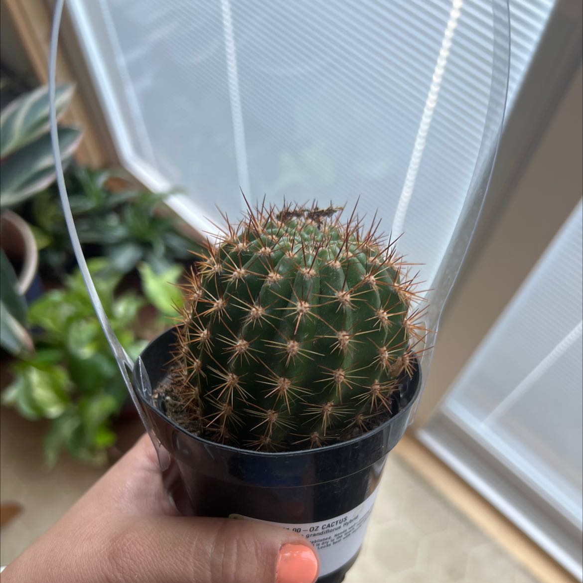 Mammillaria Melanocentra cactus in a black pot, held by a hand, with other plants in the background.