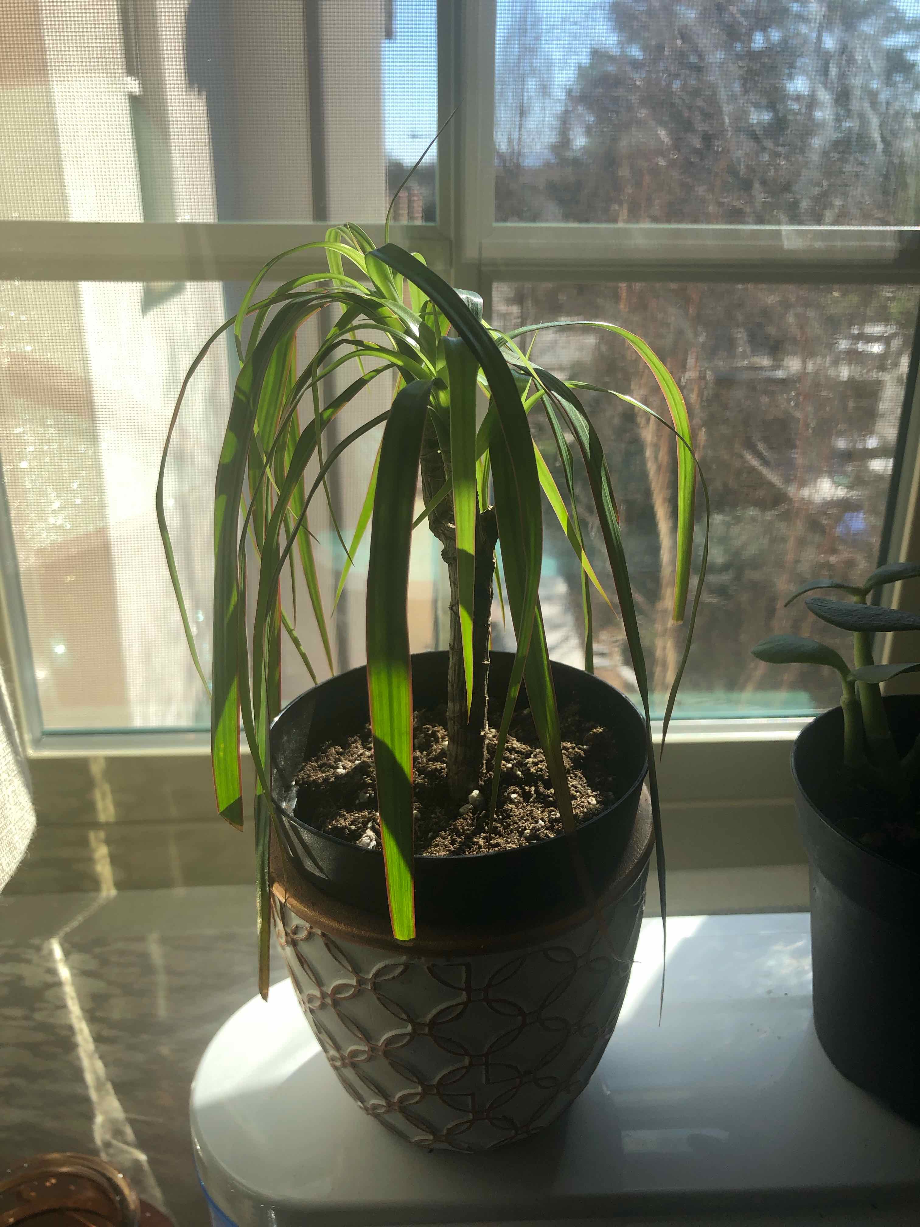 Potted Open Weave Dragon Tree on a windowsill with visible soil and some yellowing leaves.