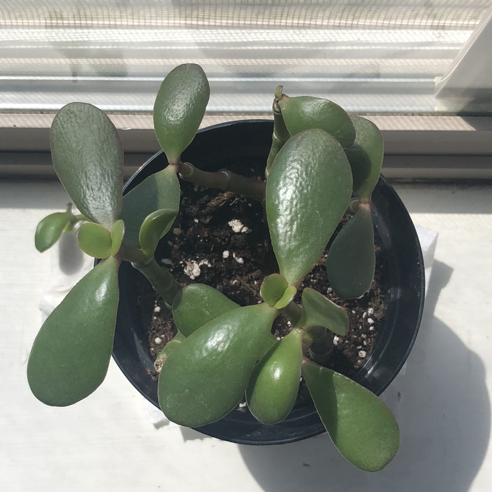 Jade plant photo by @Blackthumbs named Cookie on Greg, the plant care app.