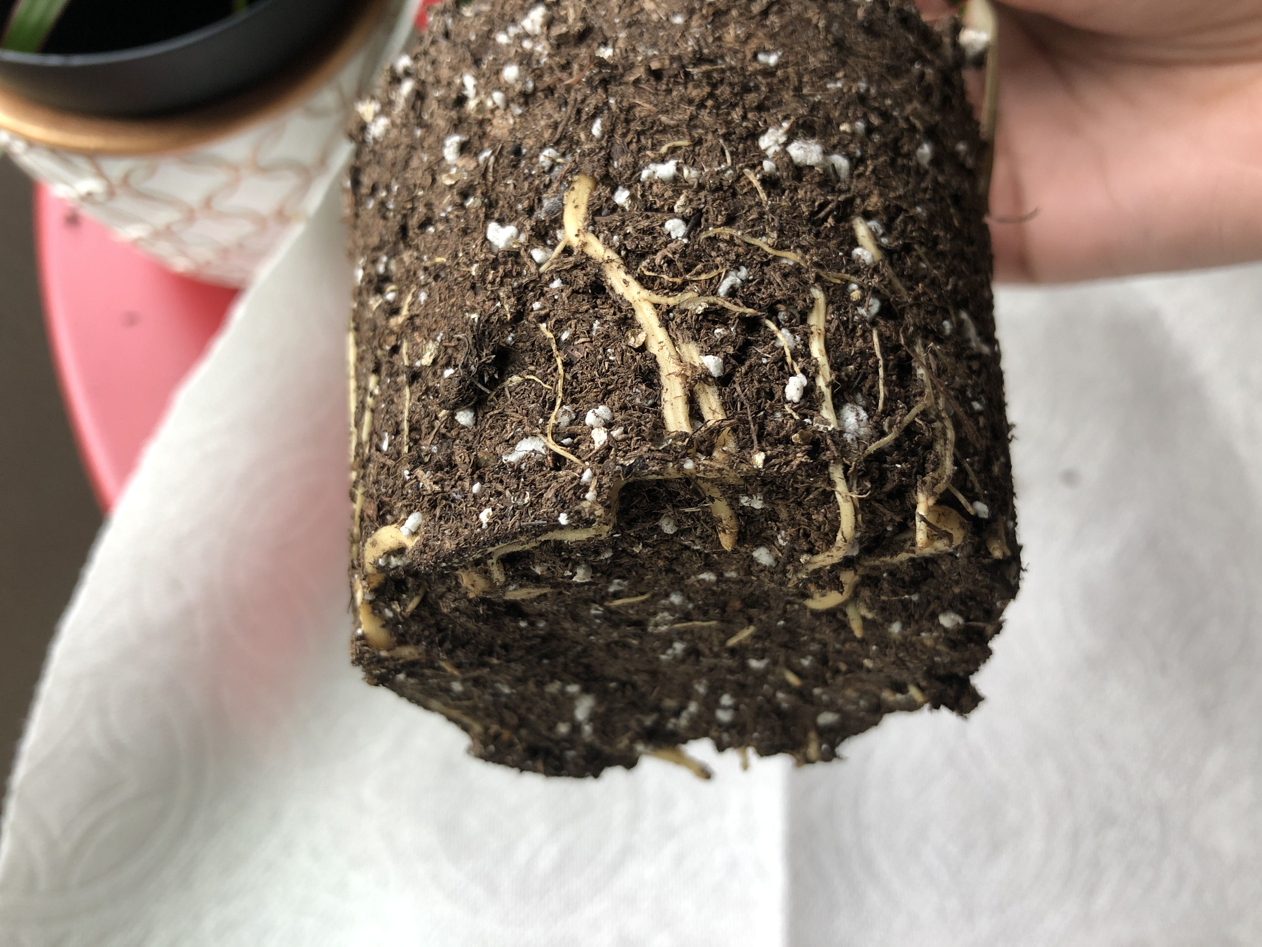 Photo from the post