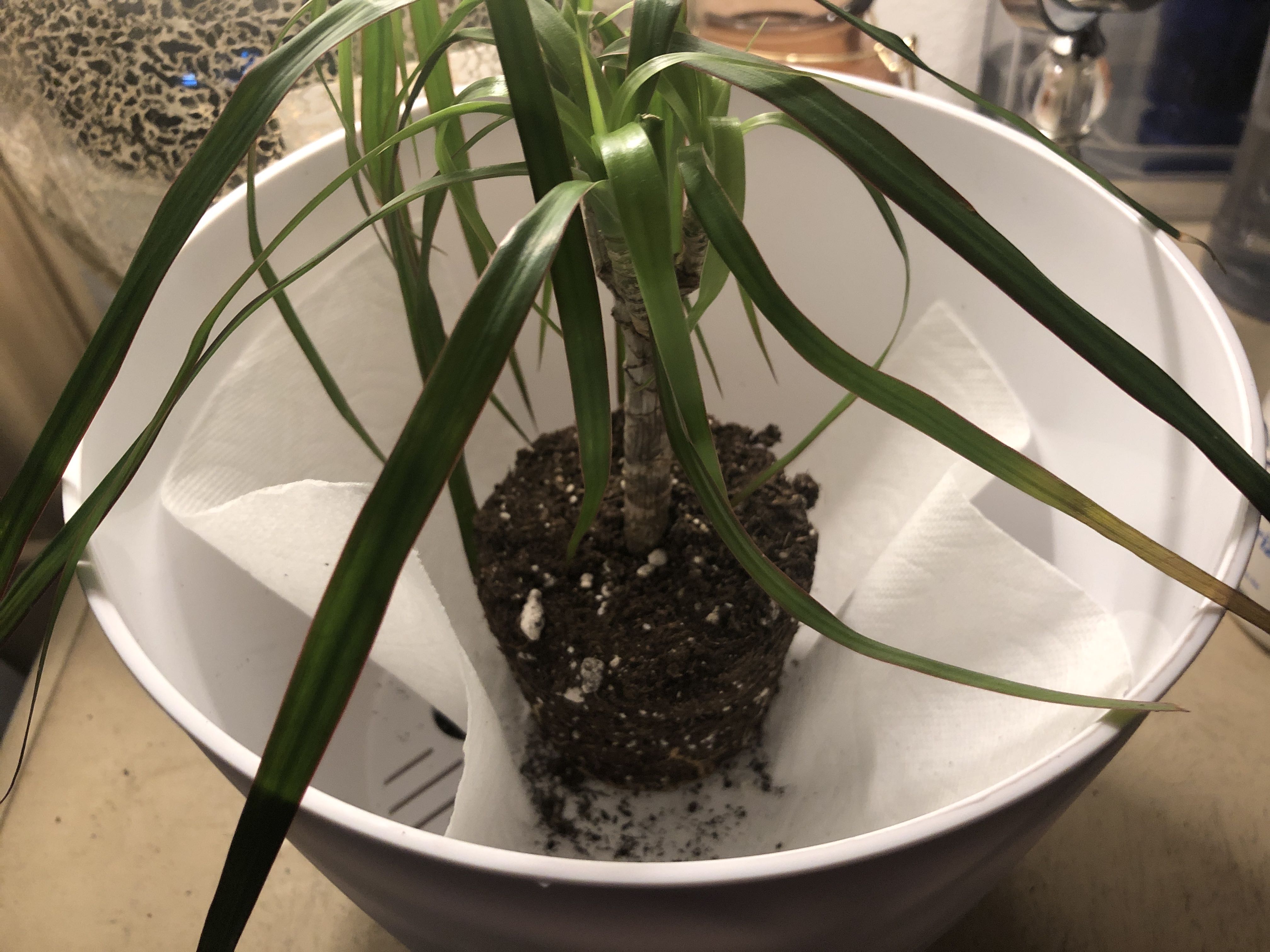 Photo from the post