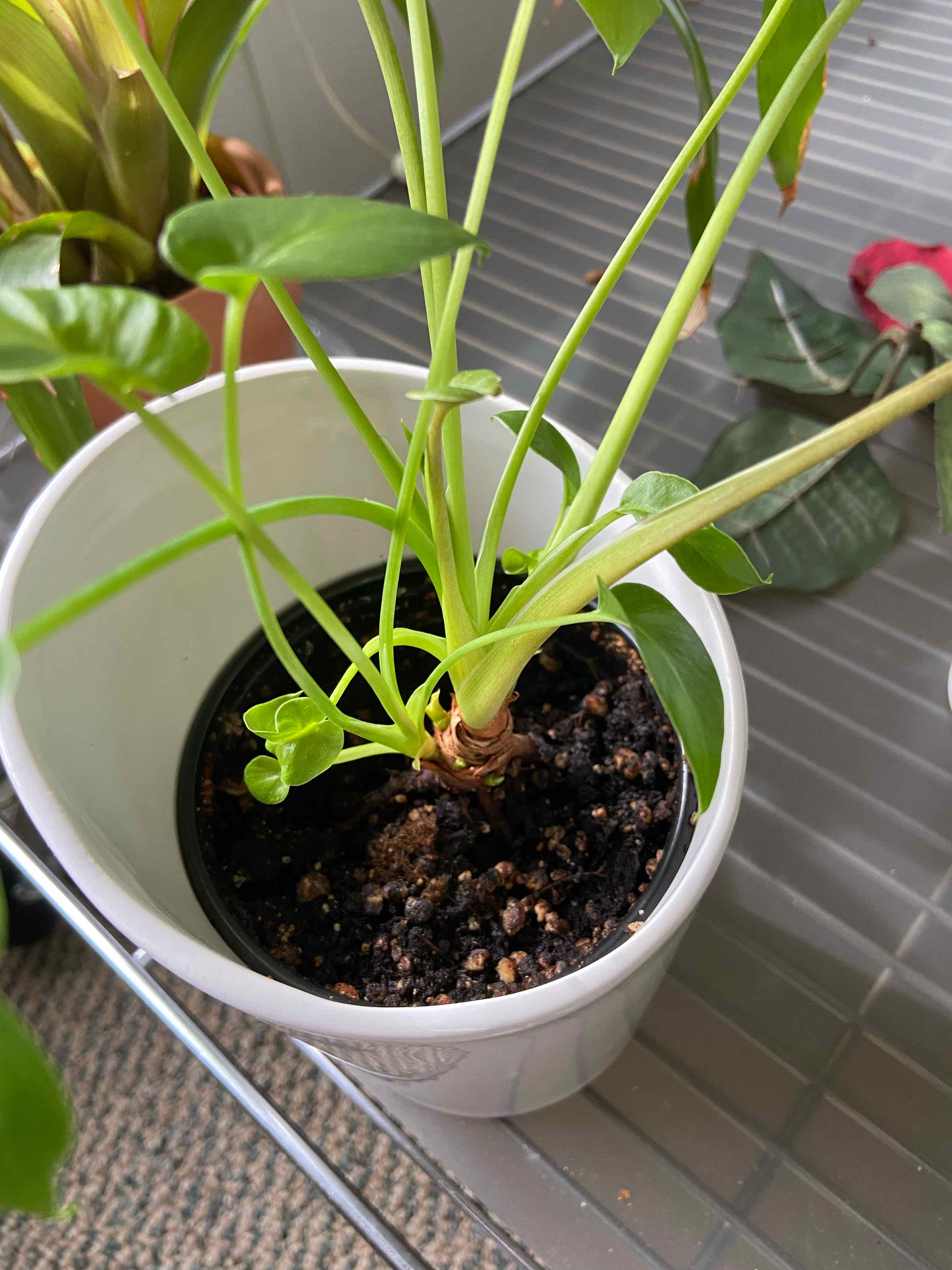 Pothos 'Shangri La' plant in a white pot with visible soil and healthy green leaves.