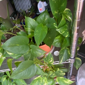 Hawaiian Pothos plant in Somewhere on Earth