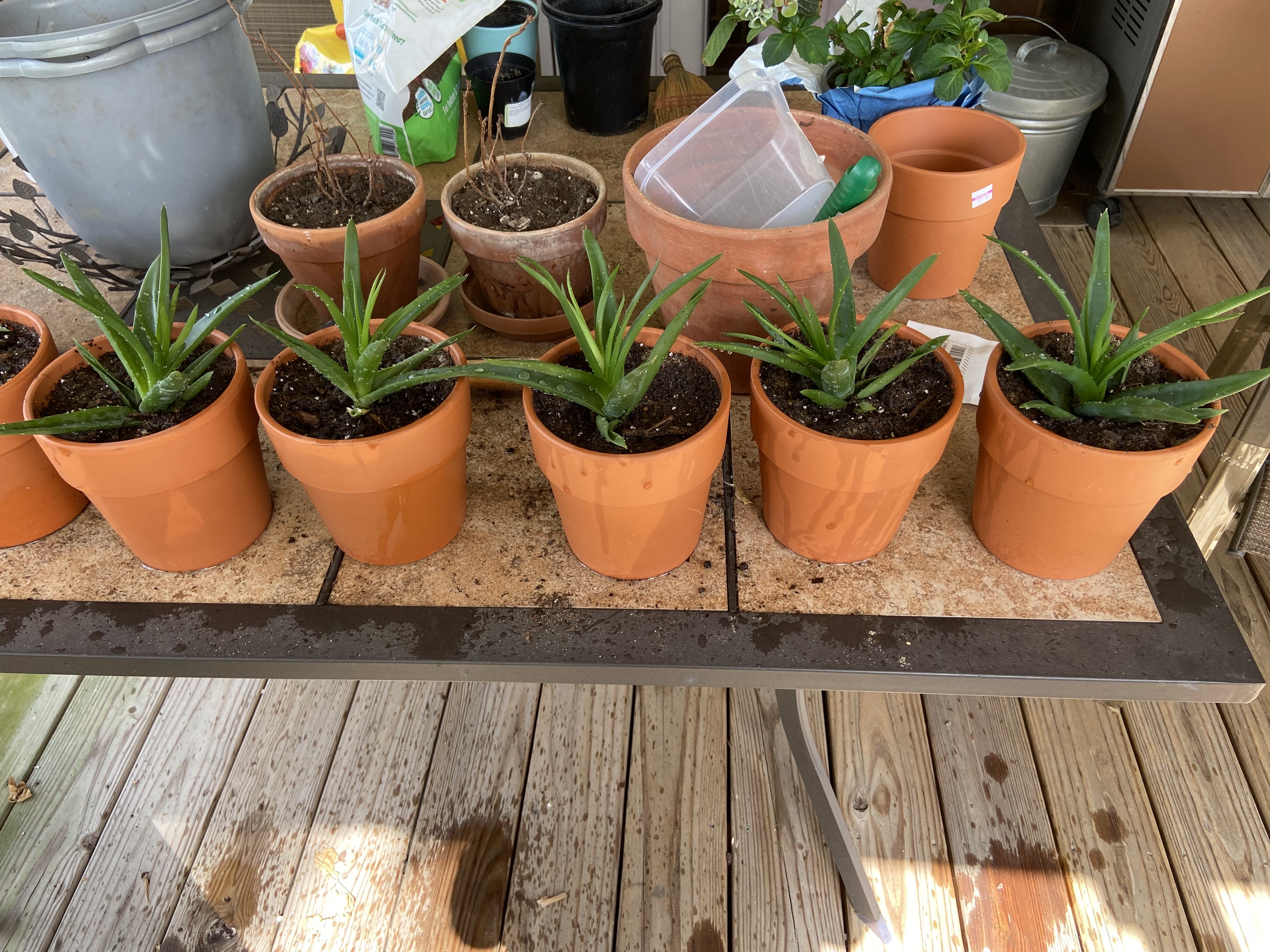 Photo from the post