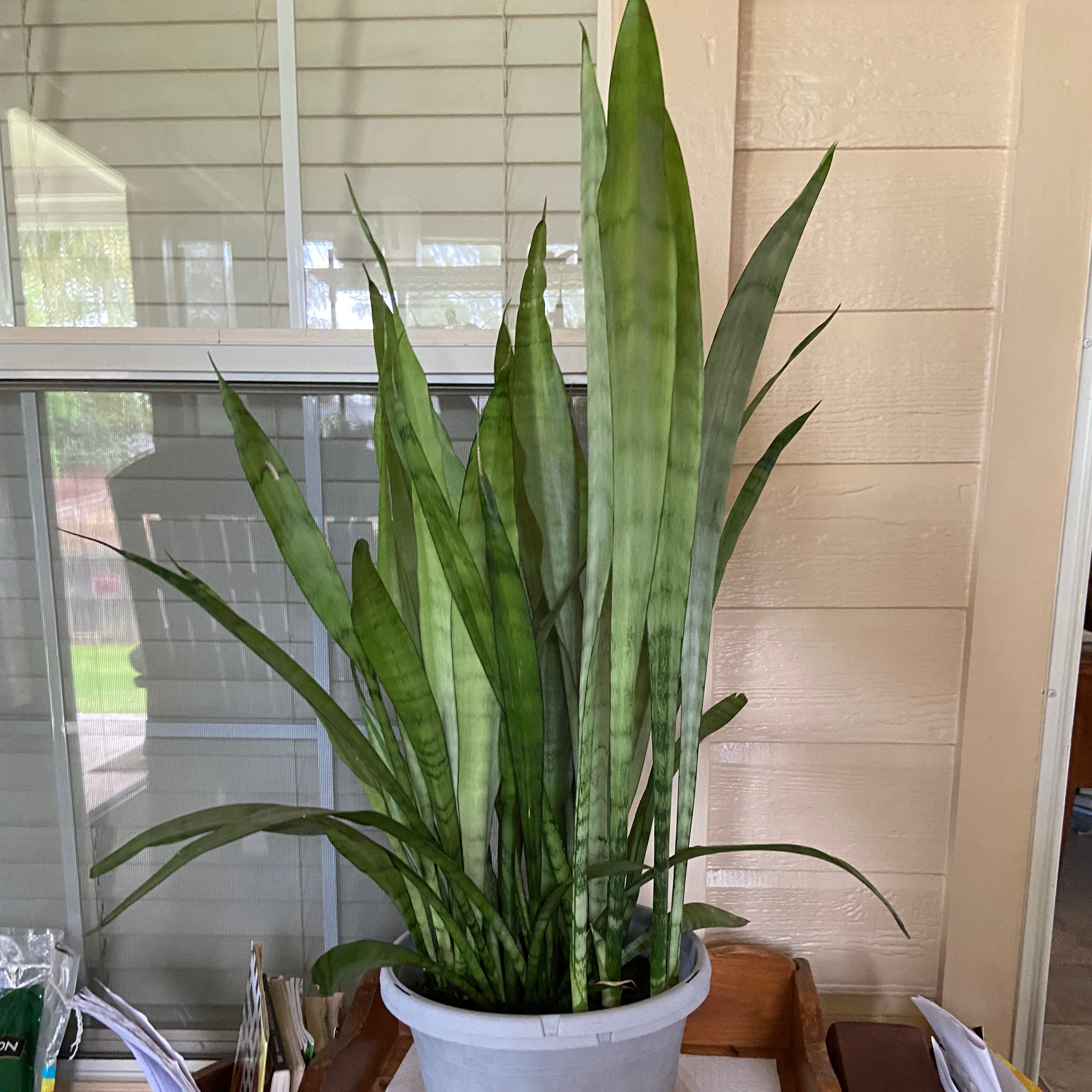 Sansevieria 'Frozen' plant in a pot indoors near a window, with healthy green leaves.