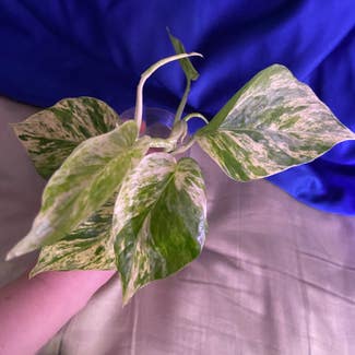 Snow Queen Pothos plant in Somewhere on Earth