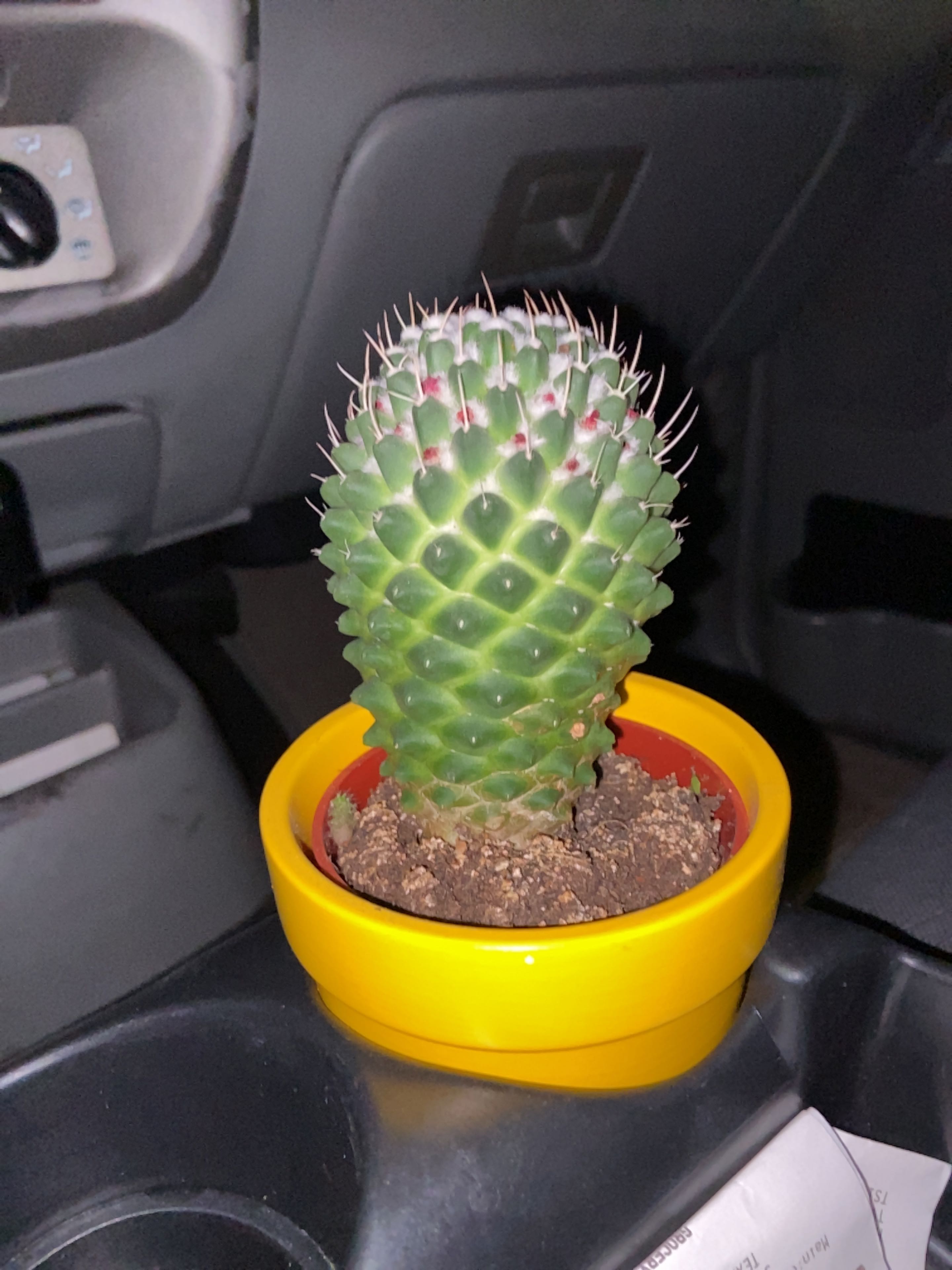 Mammillaria Polythele cactus in a small pot with visible soil, well-framed and focused.
