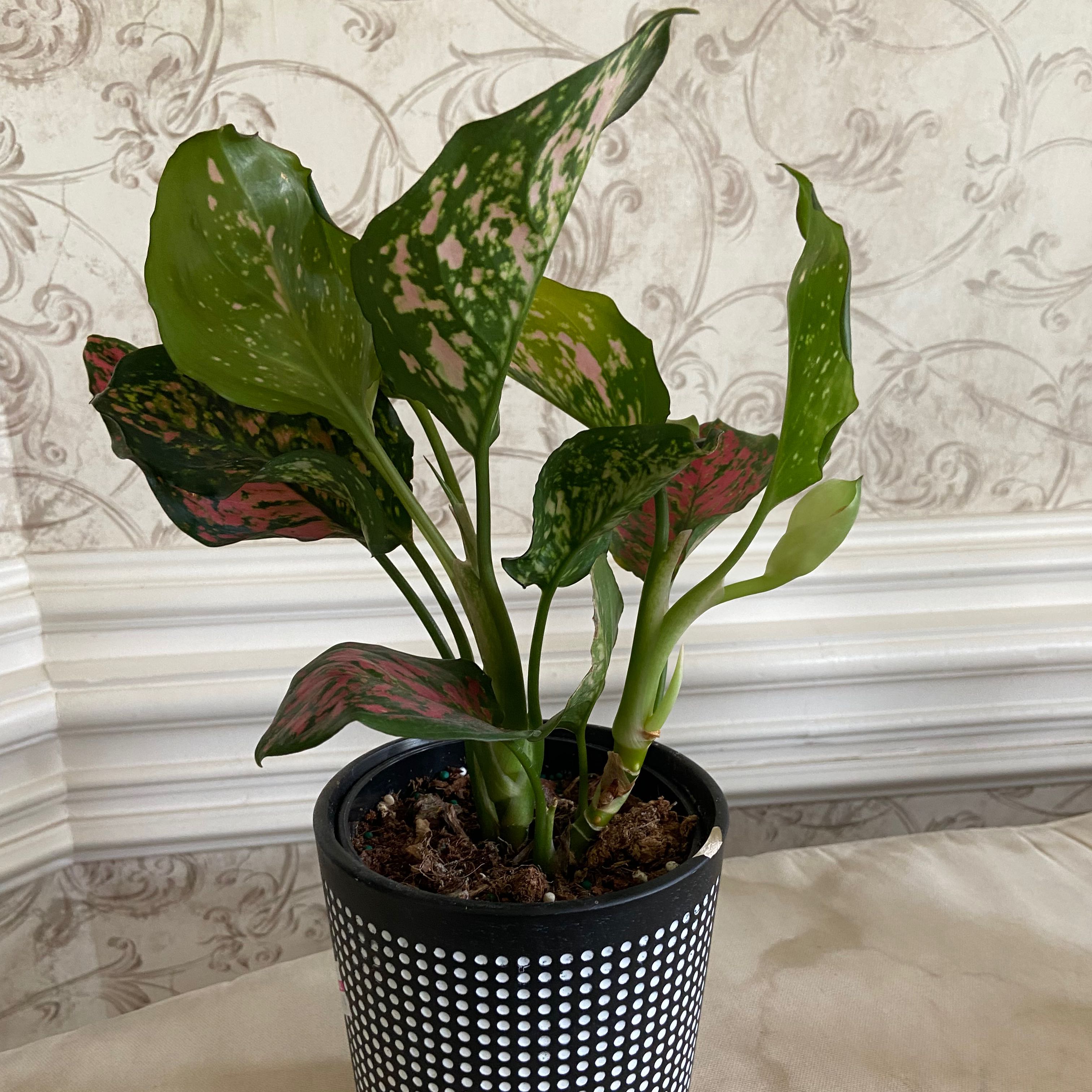 Pink Dalmatian Aglaonema plant in a black pot with white dots, green leaves with pink variegation.