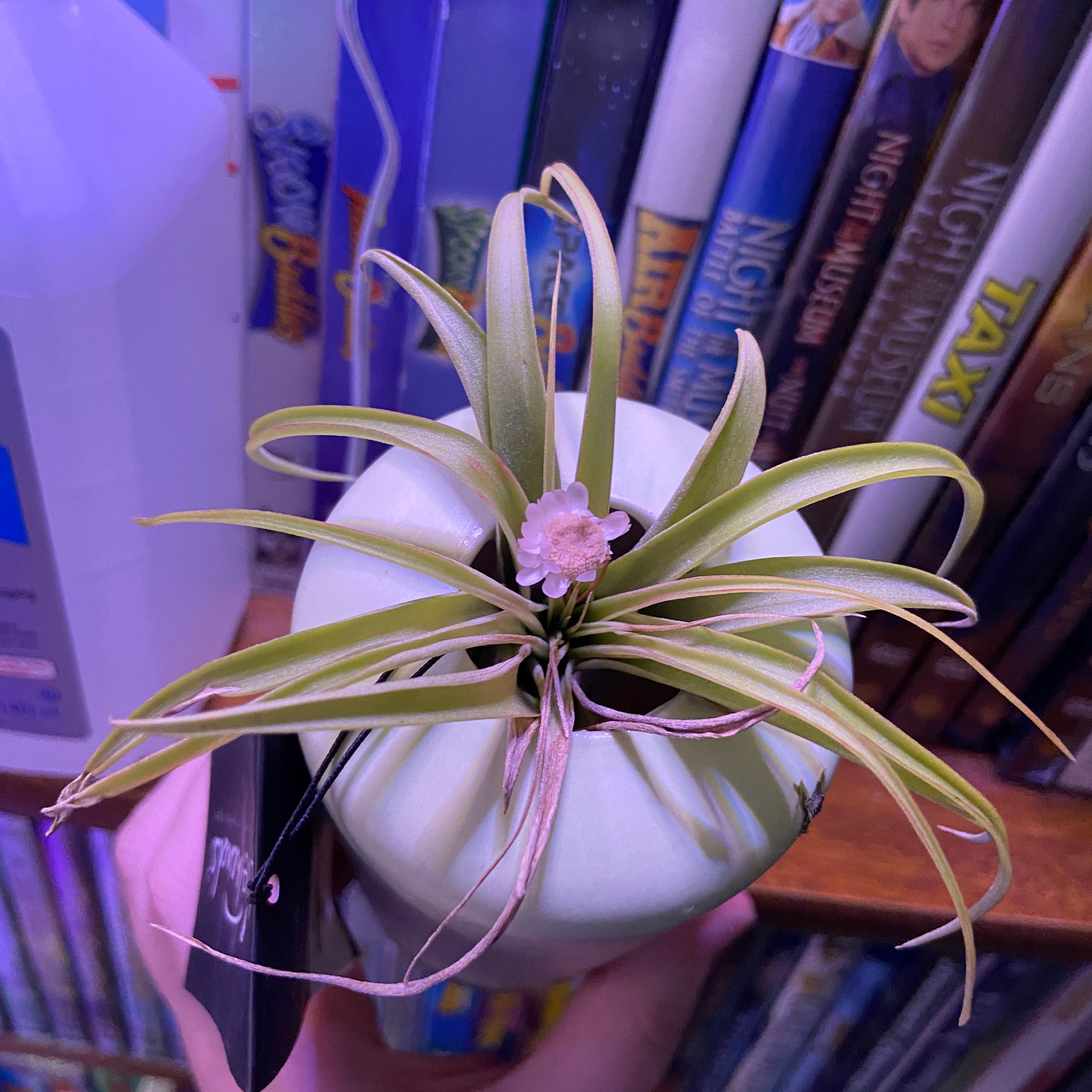 Why Are There Brown Spots on My Tillandsia velutina?