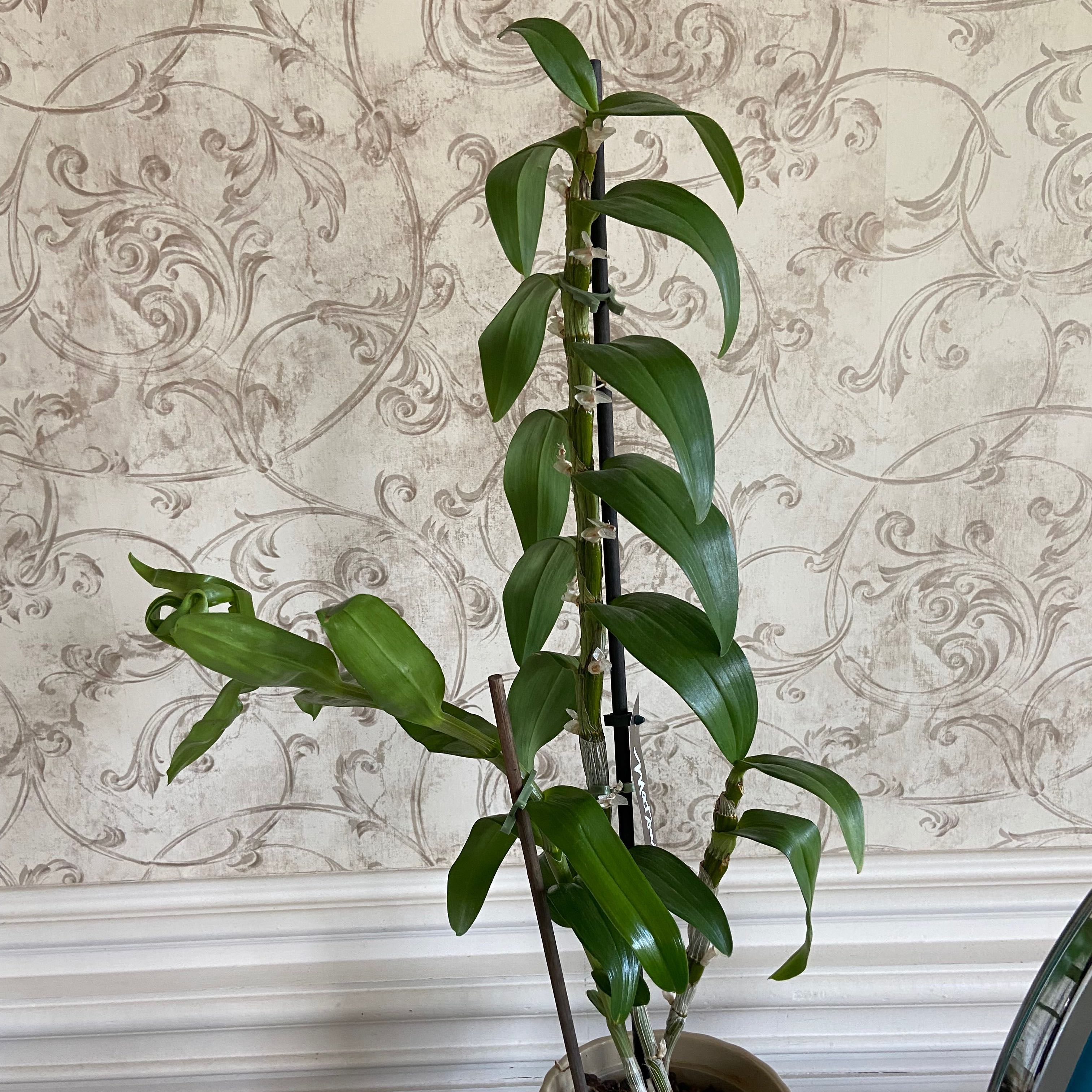 Why Are My Cooktown Orchid Leaves Curling?