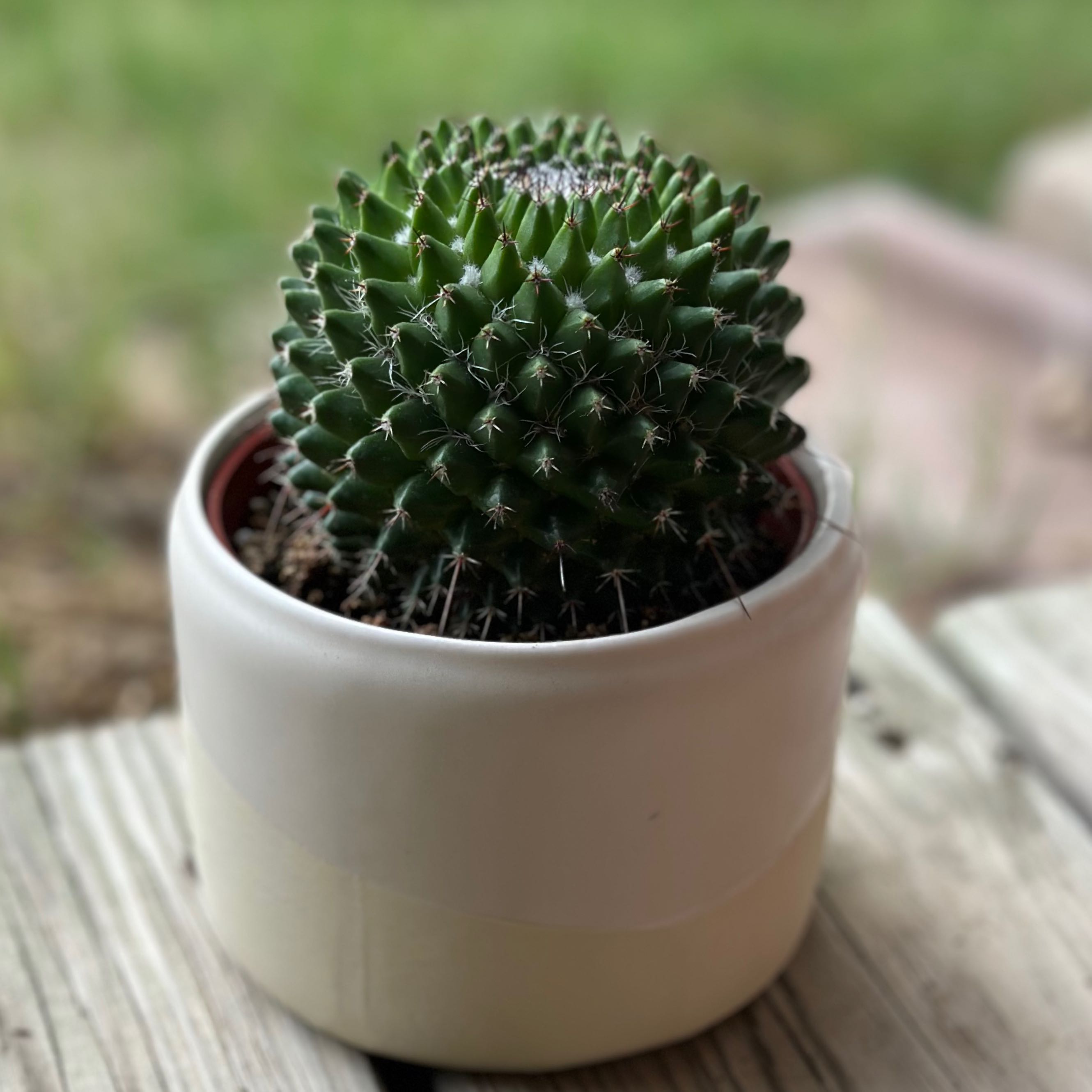 Potted Mammillaria Polythele cactus in a ceramic pot, healthy and green.
