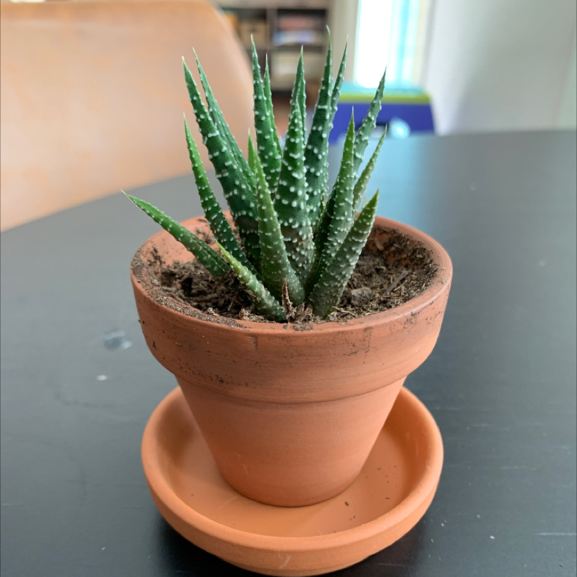 Haworthiopsis coarctata plant in a terracotta pot with visible soil, well-framed and in focus.