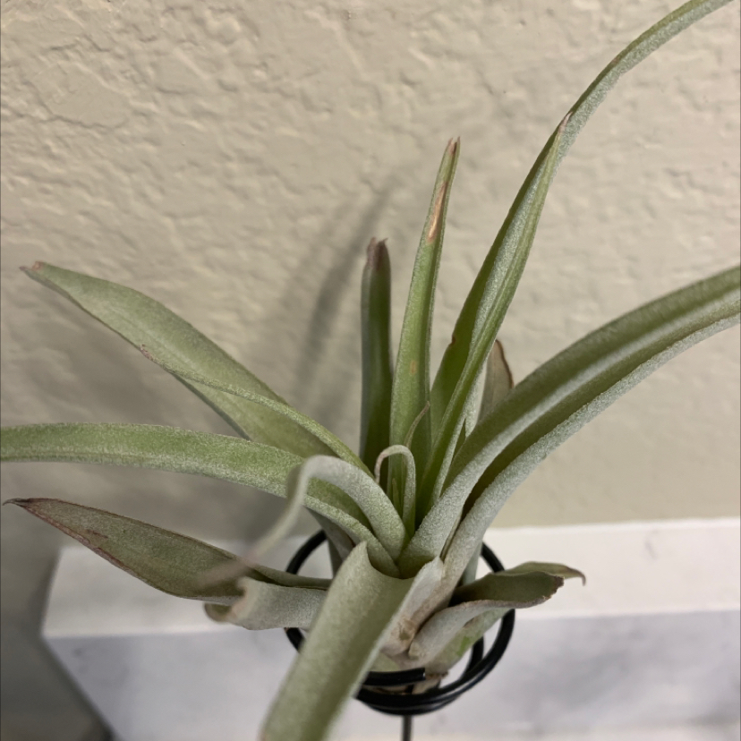 Tillandsia harrisii plant with slight browning on leaf tips in a holder against a plain wall.