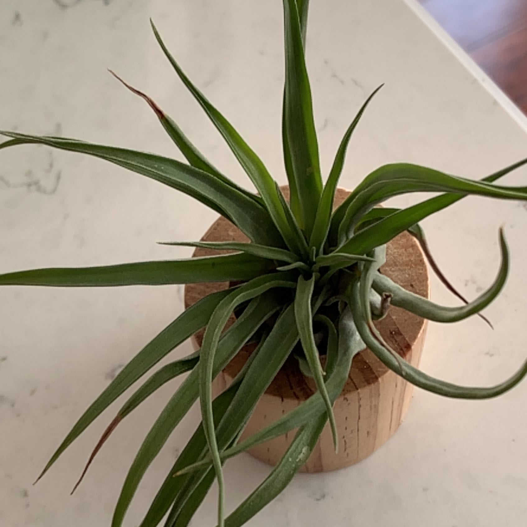 💧 Why Are My Tillandsia capitata Leaves Mushy?