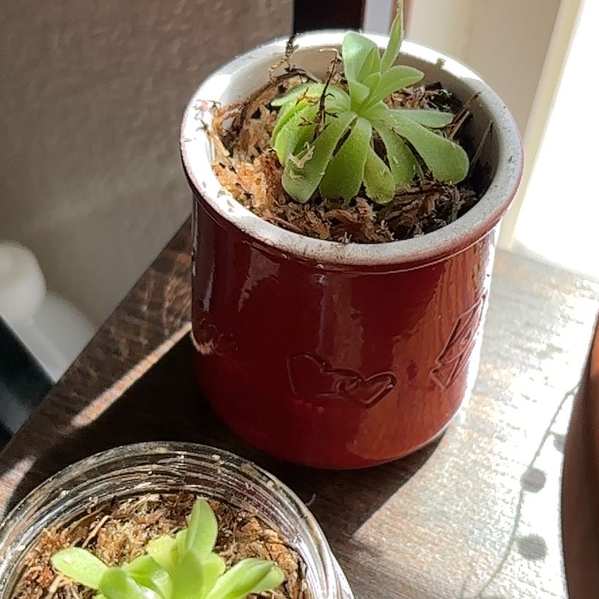 Photo of the plant species Pinguicula Pirouette by @SerendipitySal named Pinguicula (upstairs) on Greg, the plant care app