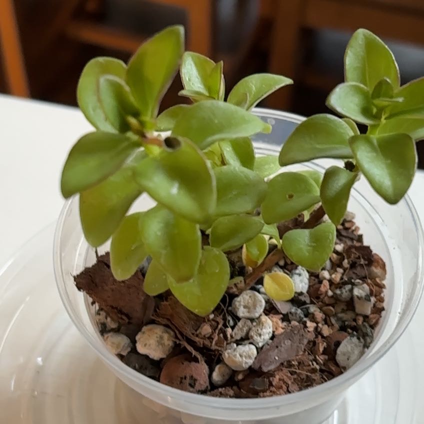 Photo of the plant species gold fish plant by @SerendipitySal named Goldfish Plant on Greg, the plant care app