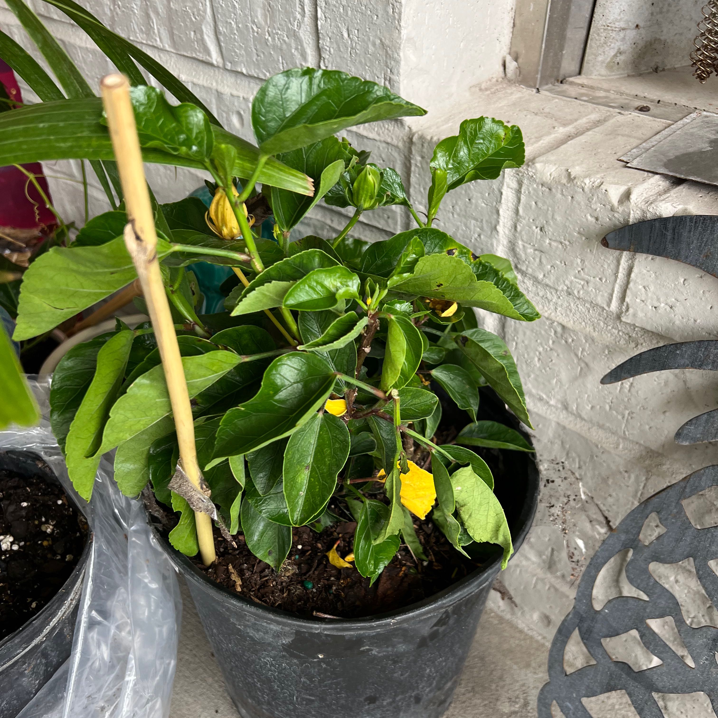 Photo of the plant species Double Apricot Hibiscus by @PlantKillerPro named Fancy on Greg, the plant care app