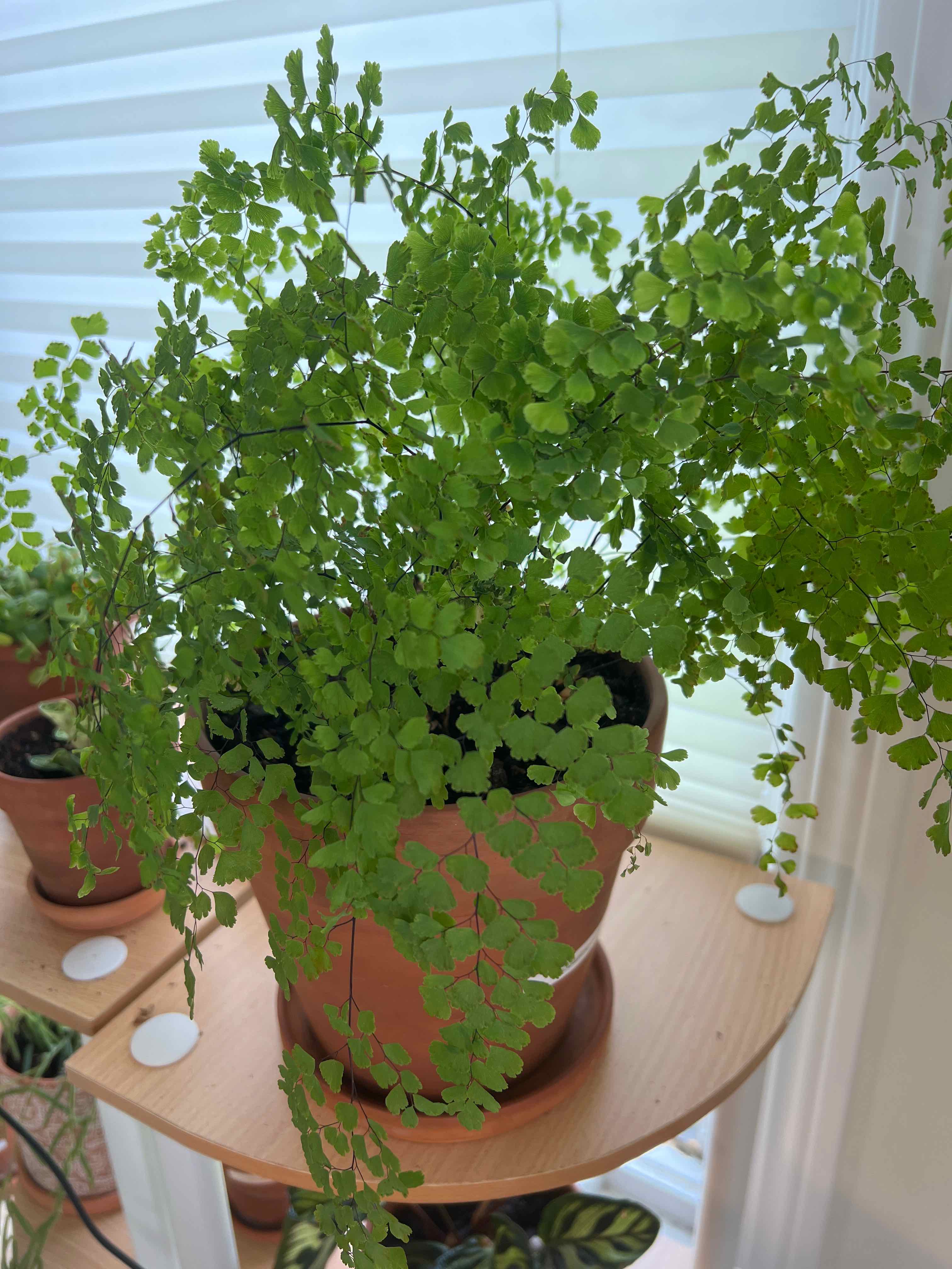 Maidenhair Fern in a pot on a wooden shelf with other plants in the background.