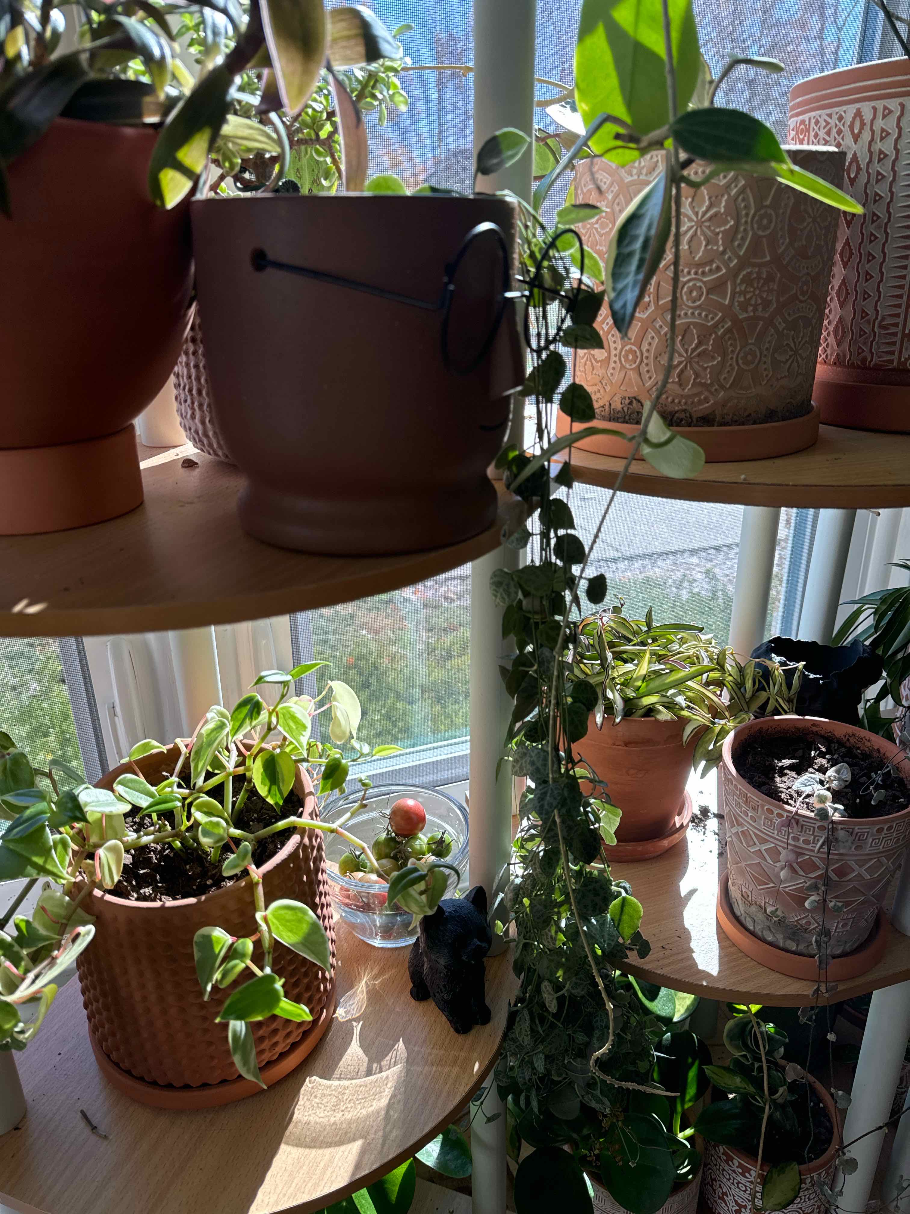 Photo of the plant species String of Spades by @Amsetting named Alice on Greg, the plant care app
