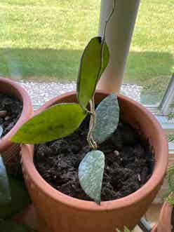 Hoya caudata Sumatra plant