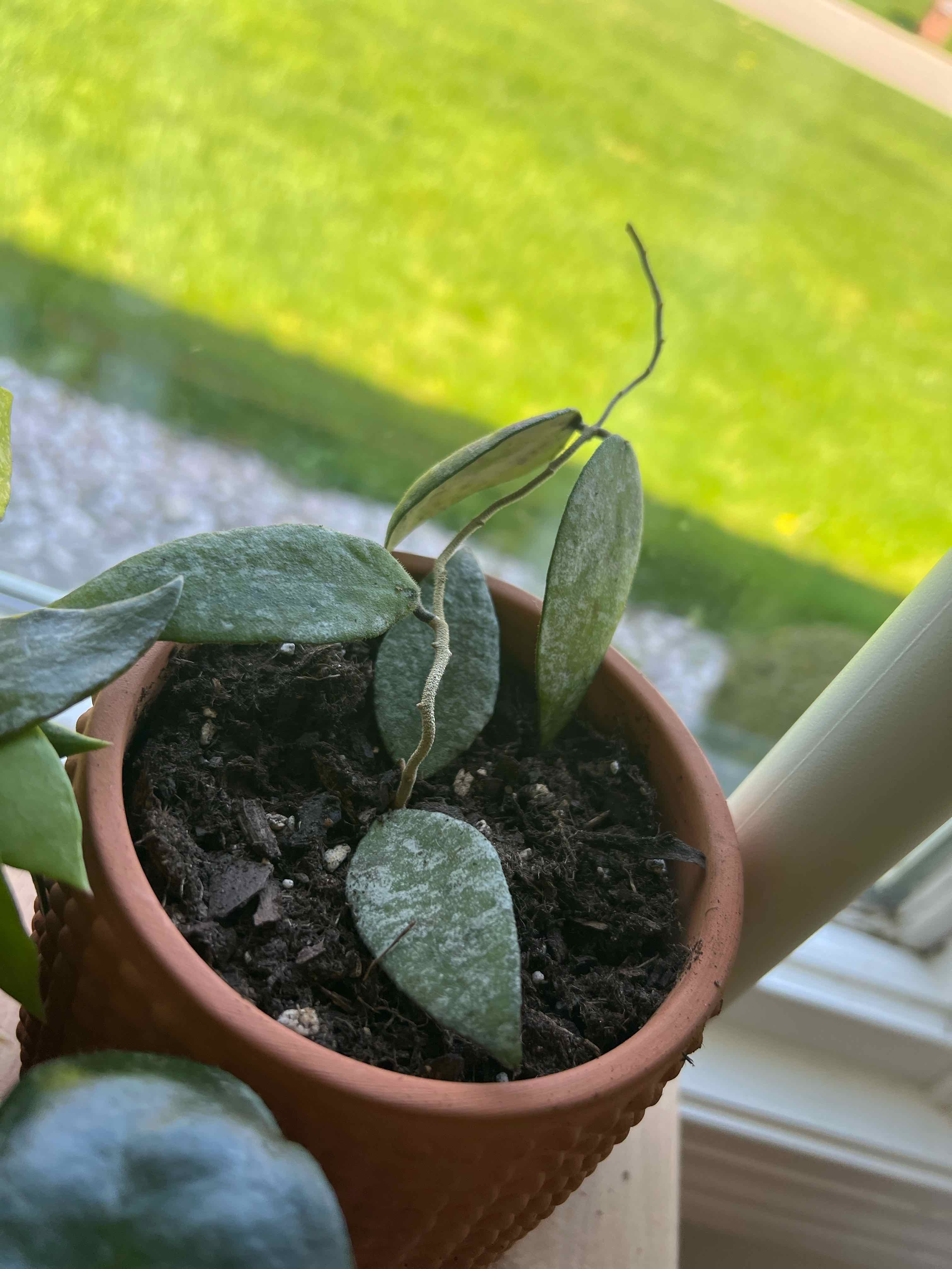 Potted Hoya caudata Sumatra plant near a window with visible soil and some wilting leaves.