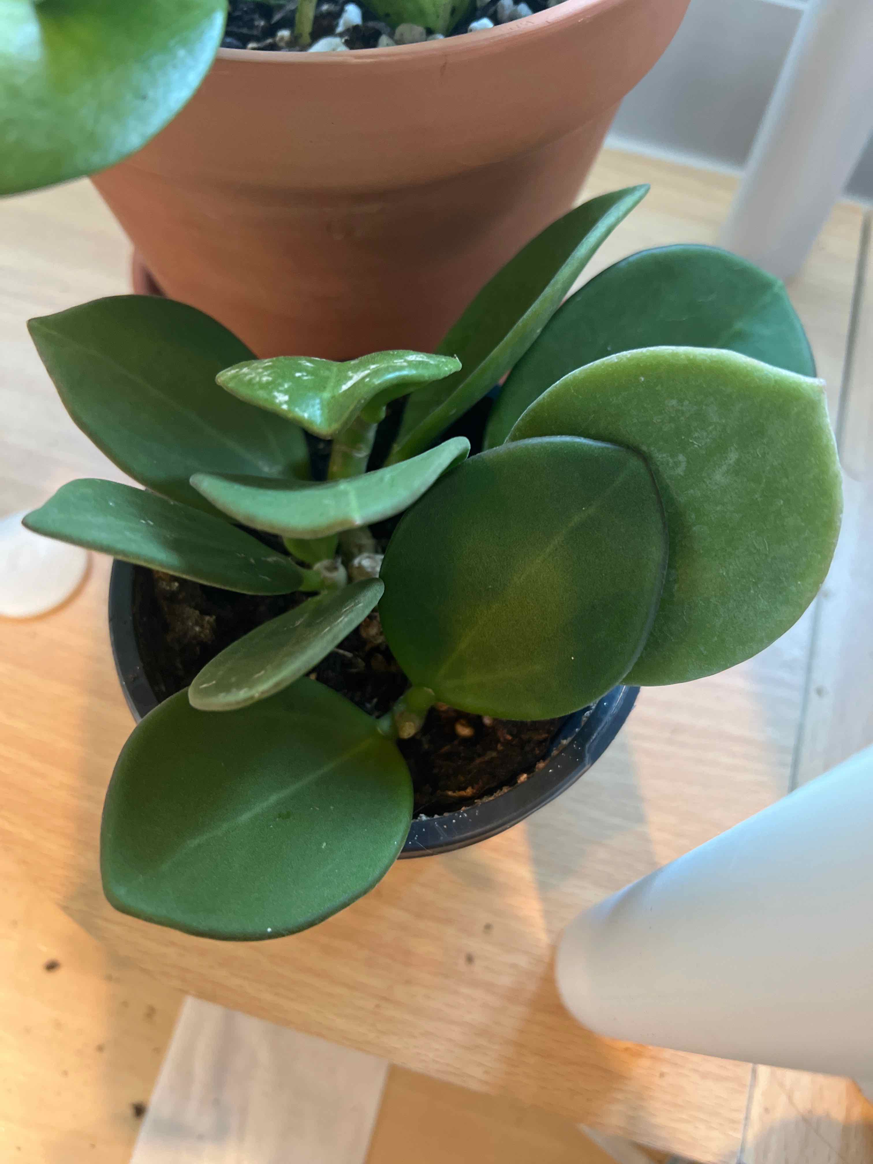 Wax Plant uploaded to the Greg plant app by @Amsetting