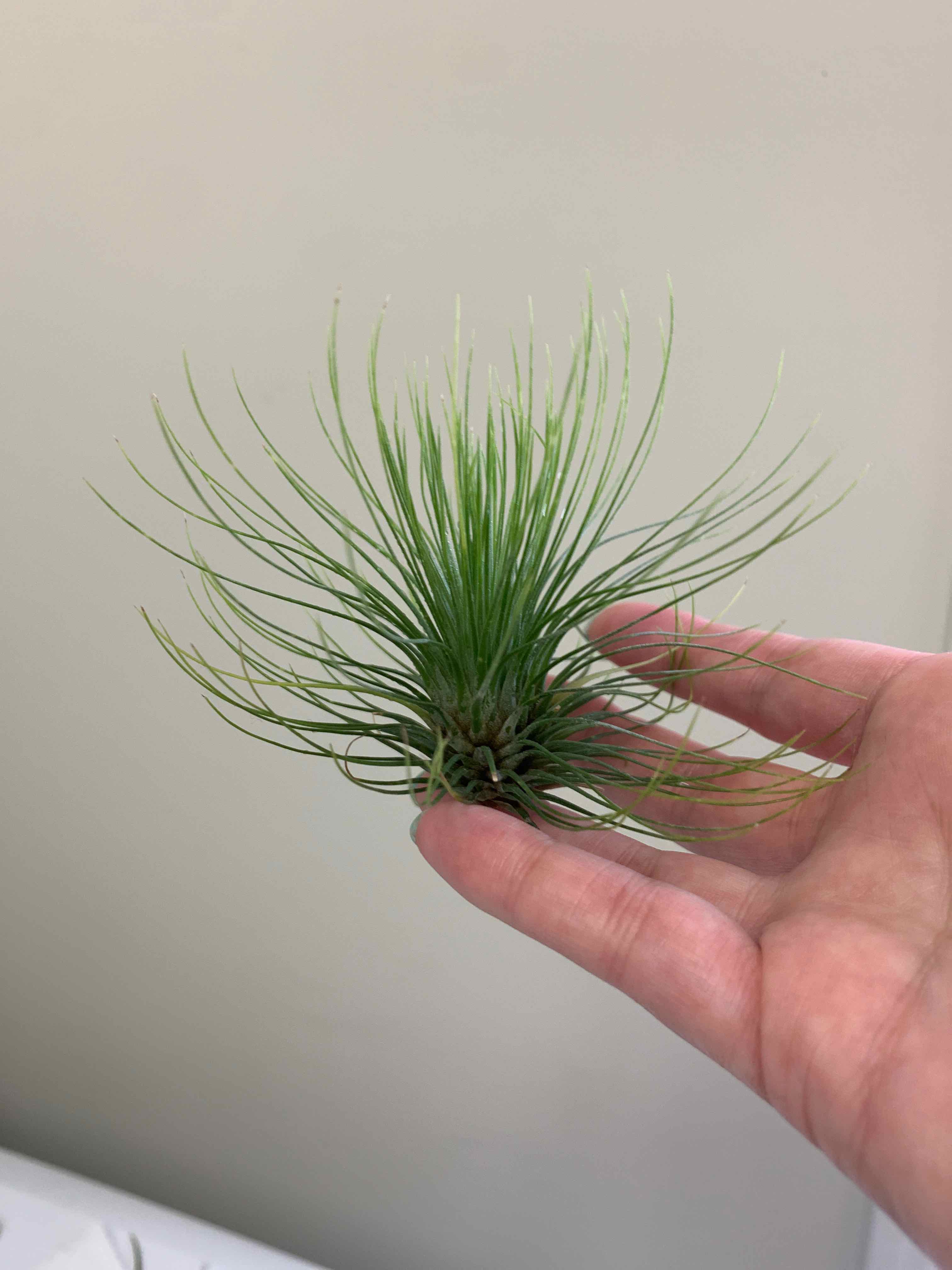 Tillandsia andreana plant held by a hand, showing vibrant green leaves.