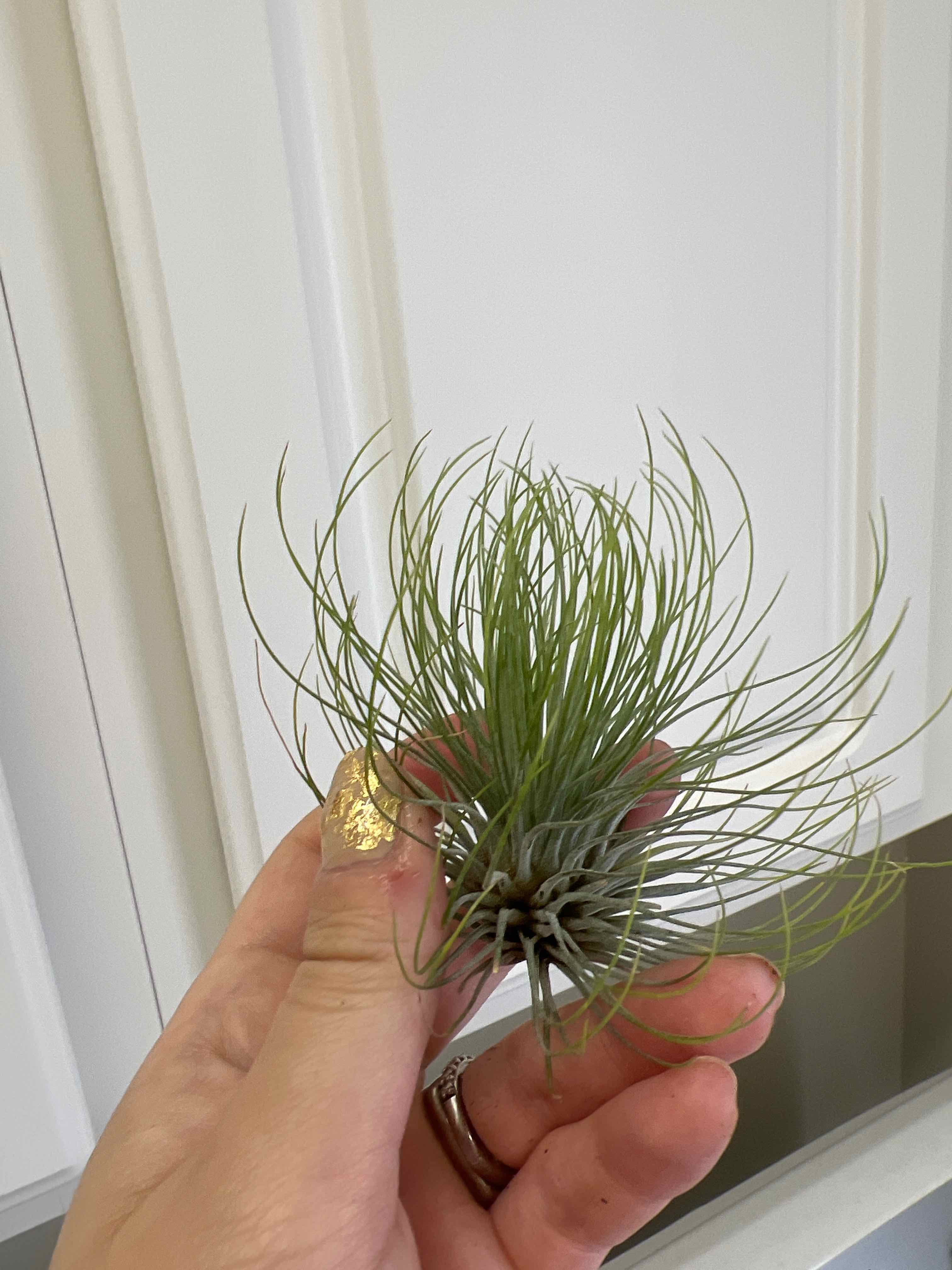 Tillandsia andreana plant held by a hand, appears healthy with green leaves.