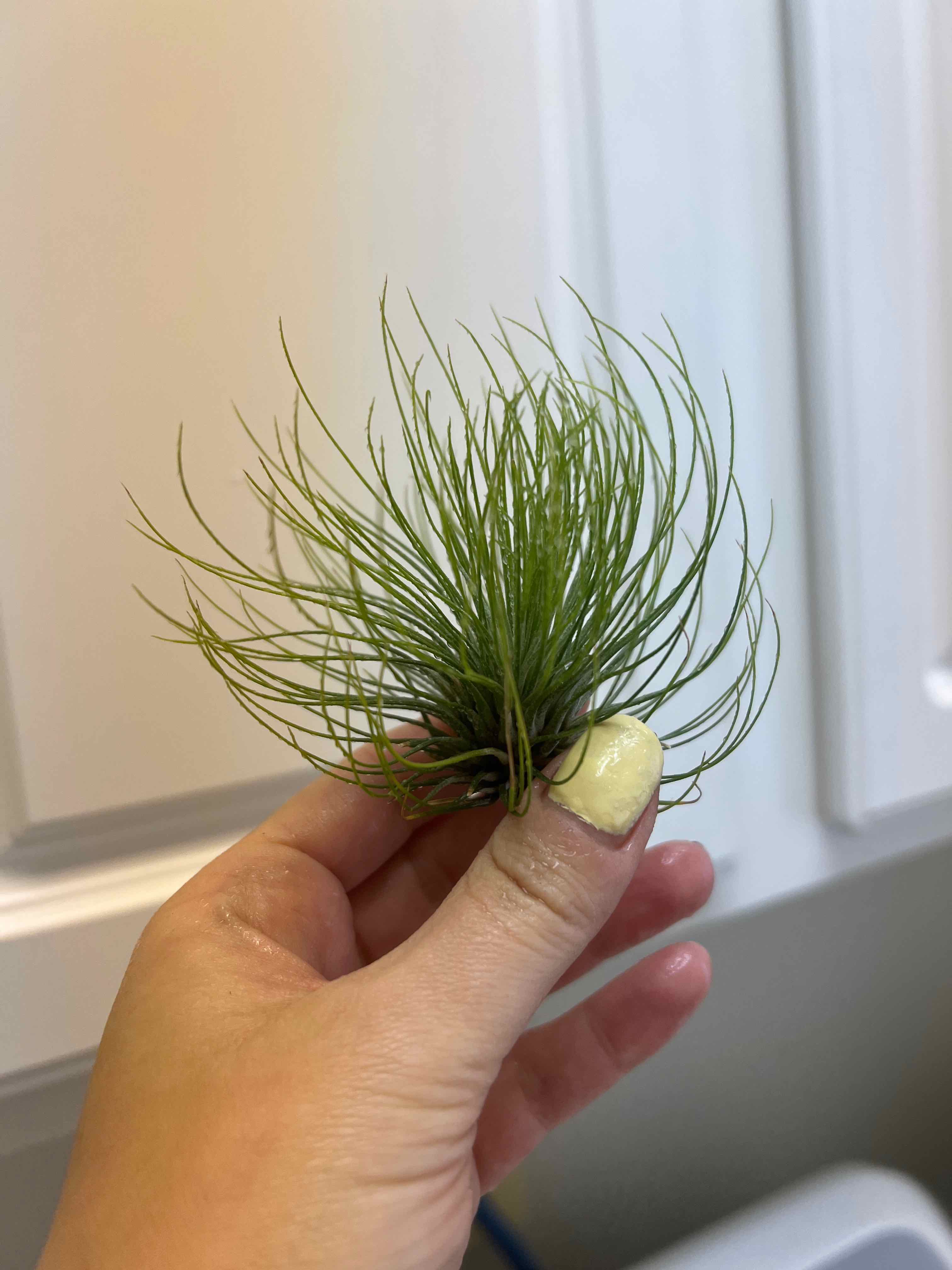 Tillandsia andreana plant held by a hand, showing vibrant green leaves.