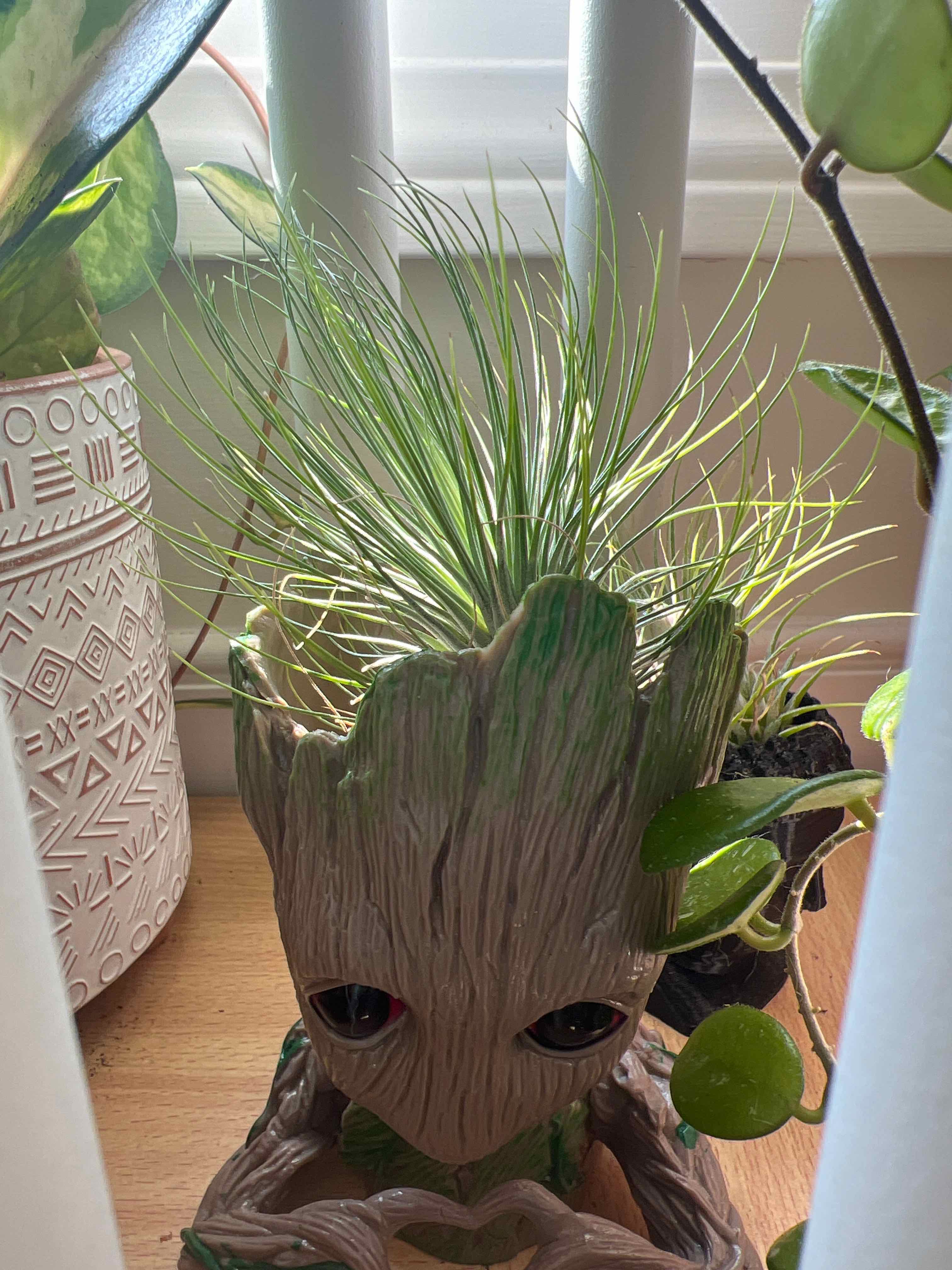 Tillandsia andreana plant in a decorative pot with vibrant green leaves.