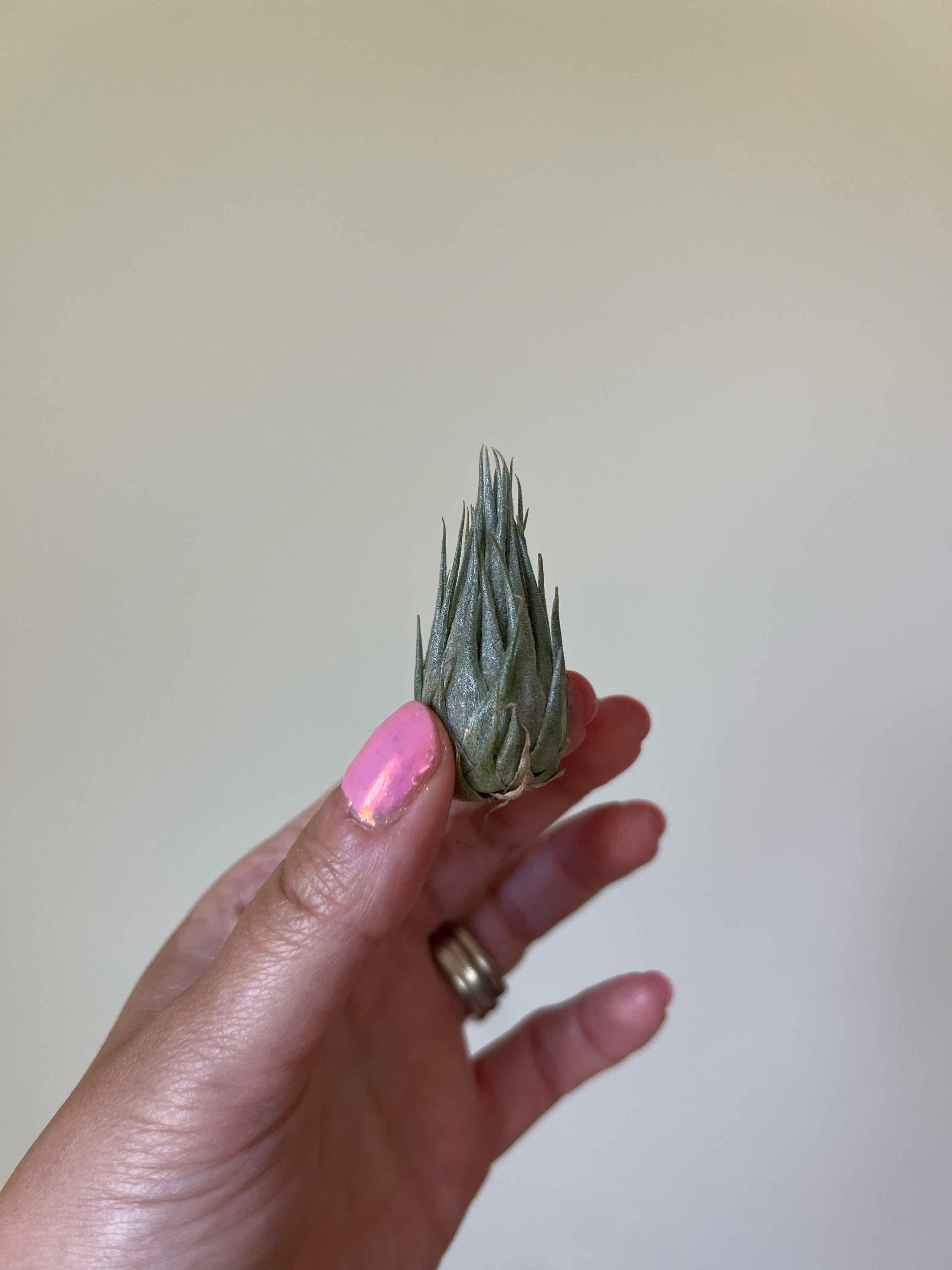 Photo of the plant species tillandsia kautskyi by @Amsetting named Guy Diamond on Greg, the plant care app