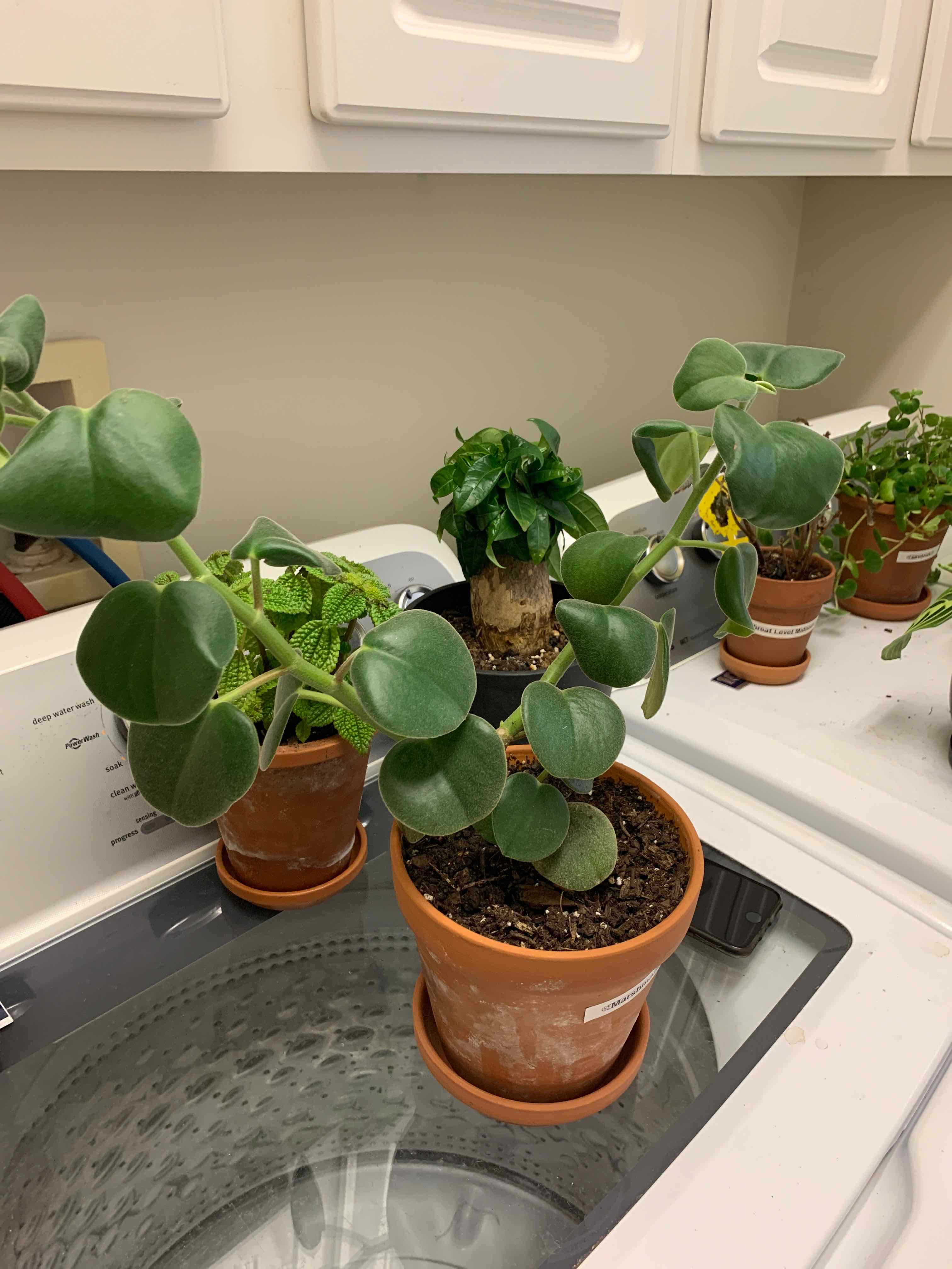 Felted Peperomia plant in a terracotta pot on a washing machine, with other plants in the background.
