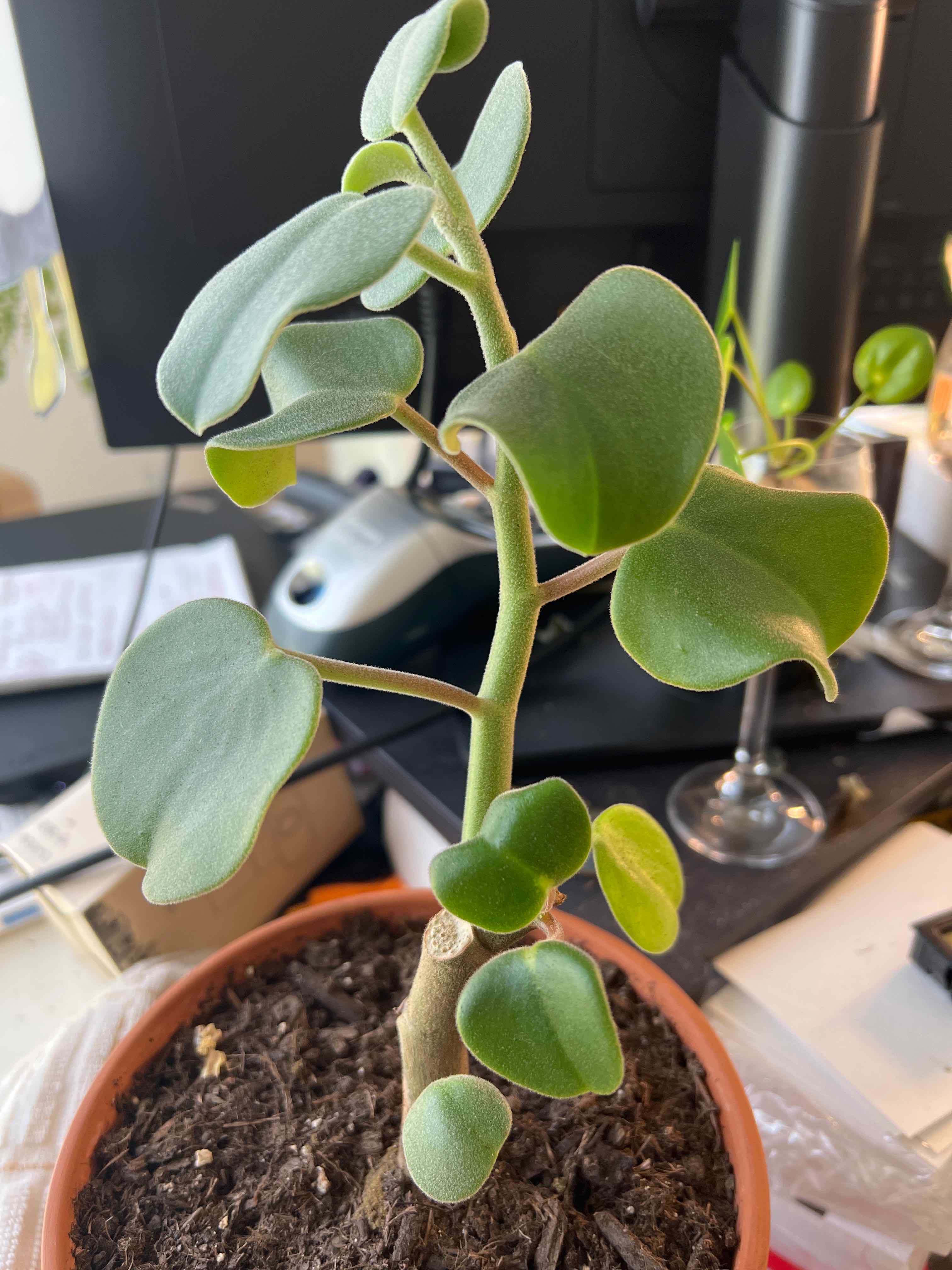 Felted Peperomia plant in a pot with visible soil, healthy green leaves, and a well-framed image.