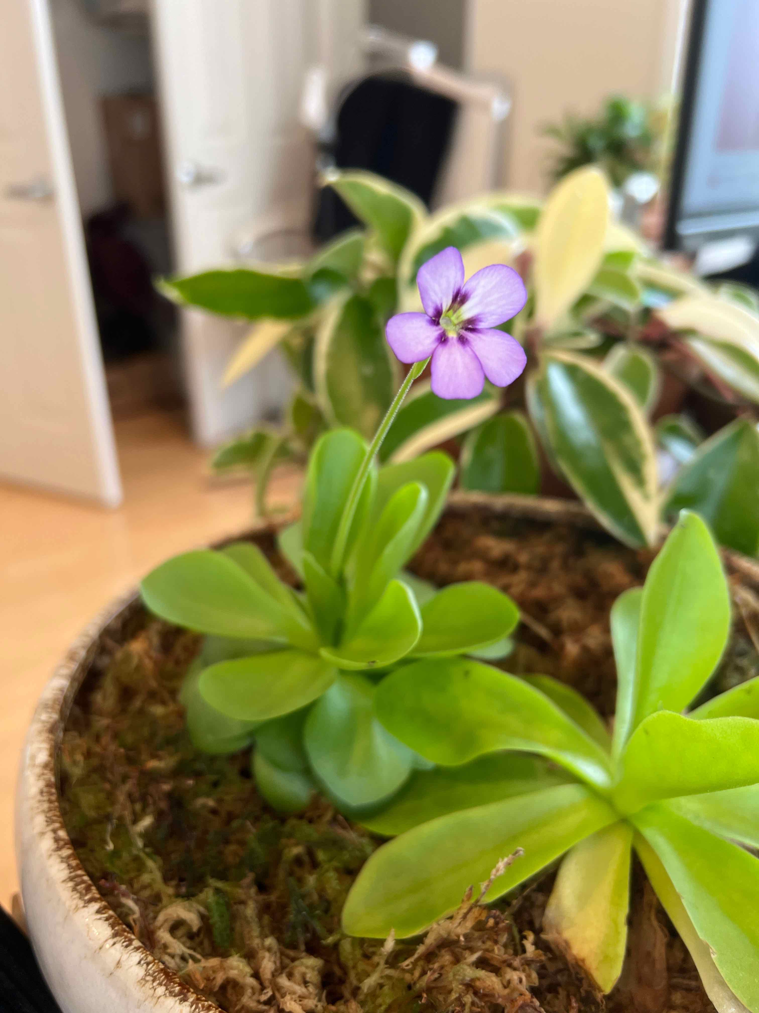 Photo of the plant species Mexican Butterwort by @Amsetting named Drogon on Greg, the plant care app