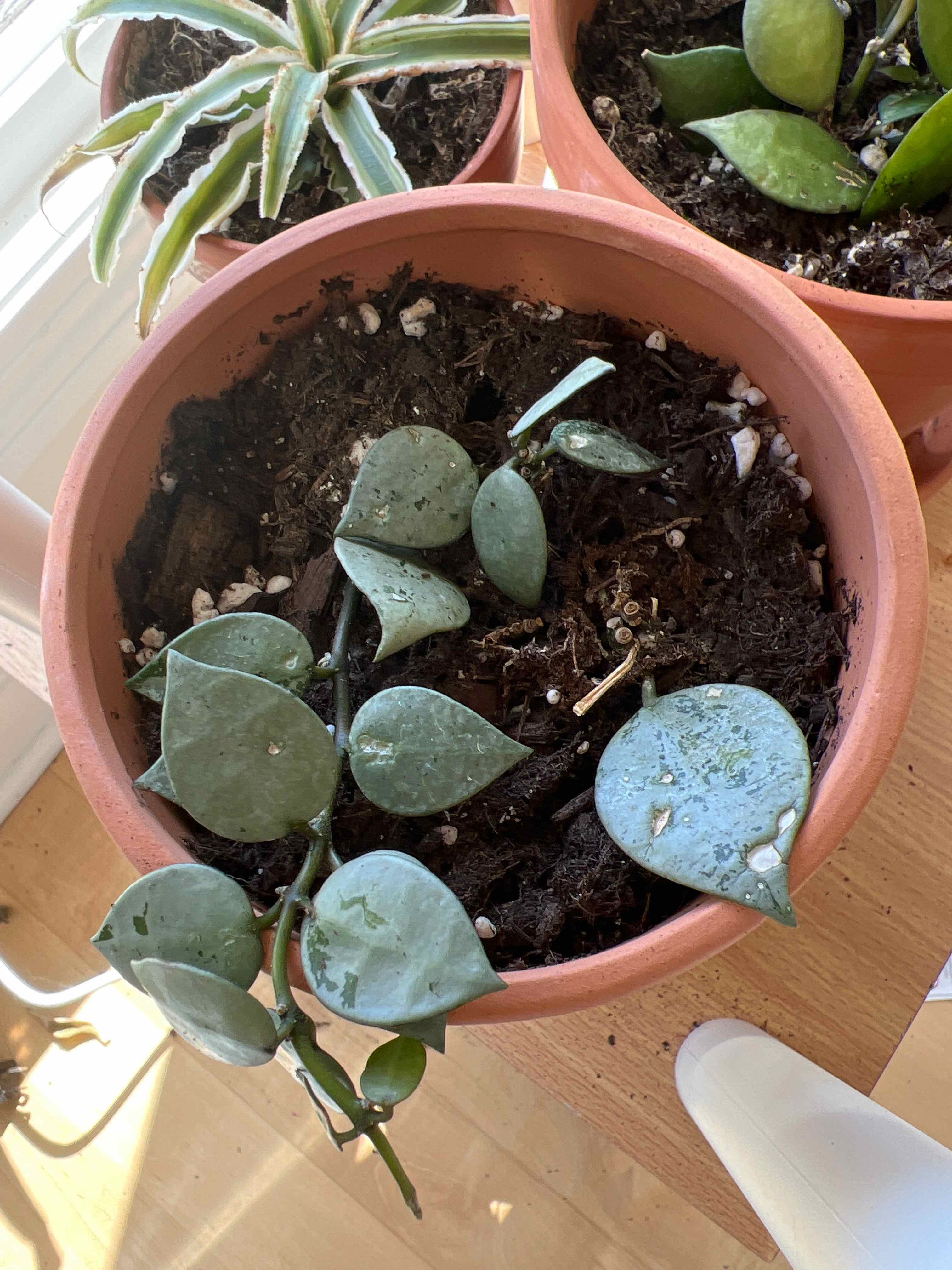 Potted Hoya krohniana plant with heart-shaped leaves and visible soil.