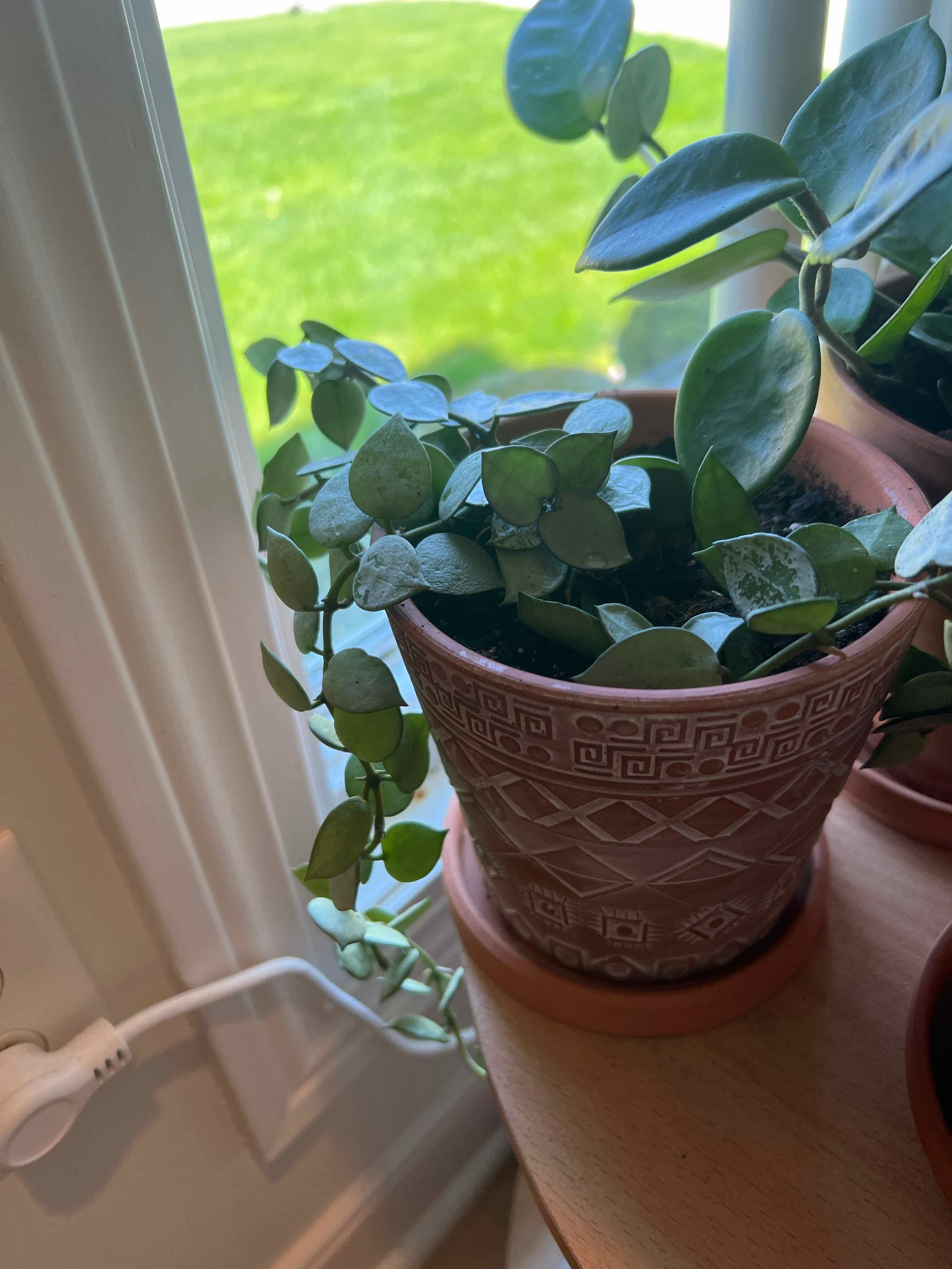 Potted Hoya krohniana plant near a window with healthy green leaves.