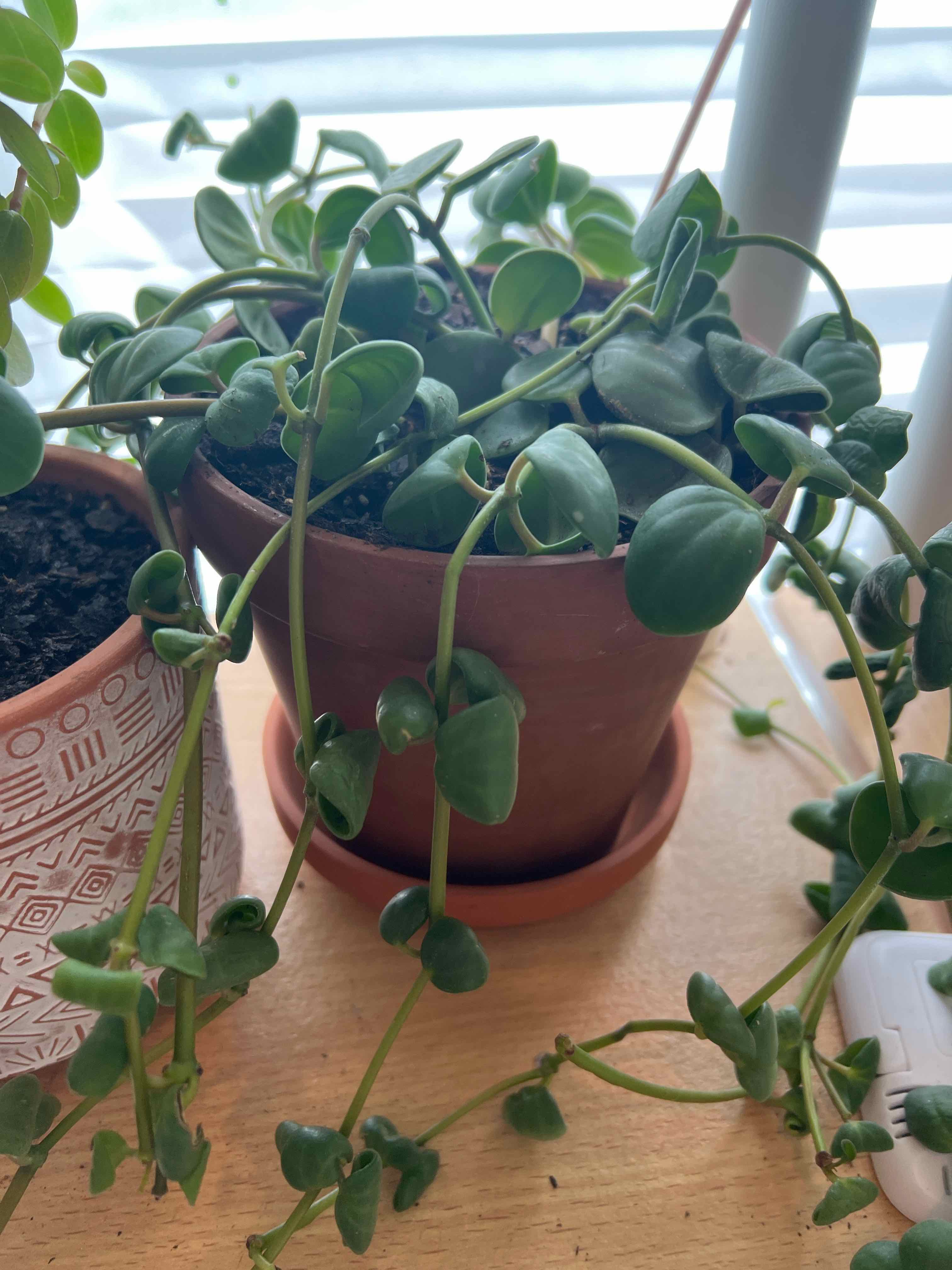 Peperomia 'Hope' plant in a terracotta pot with visible soil and healthy green leaves.
