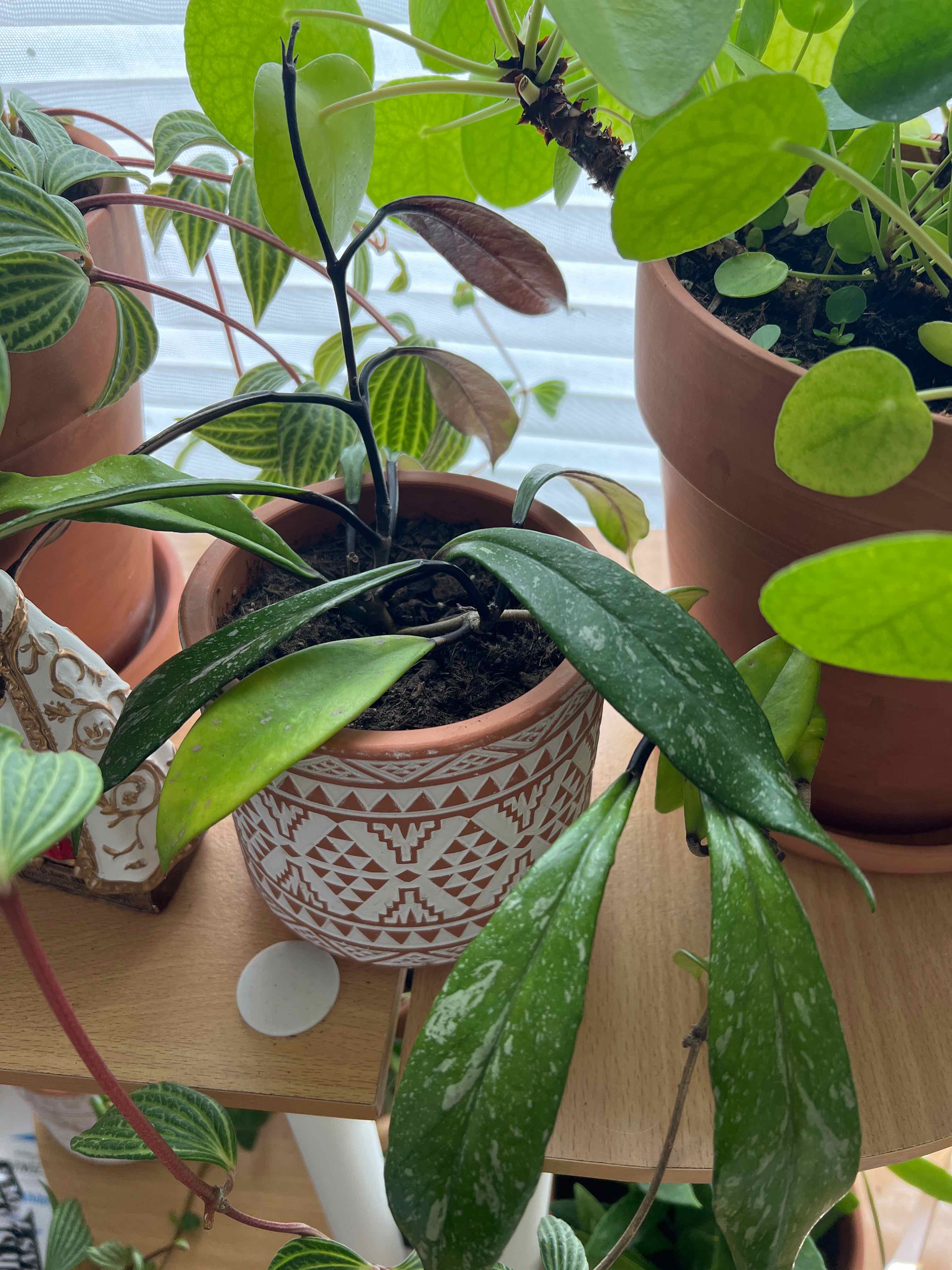 Hoya publicalyx 'Royal Hawaiian Purple' plant in a decorative pot with visible soil and healthy leaves.