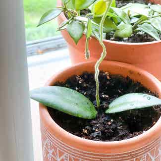 Hoya caudata sumatra plant in Warren, Ohio