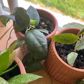 Hoya caudata Sumatra plant in Warren, Ohio