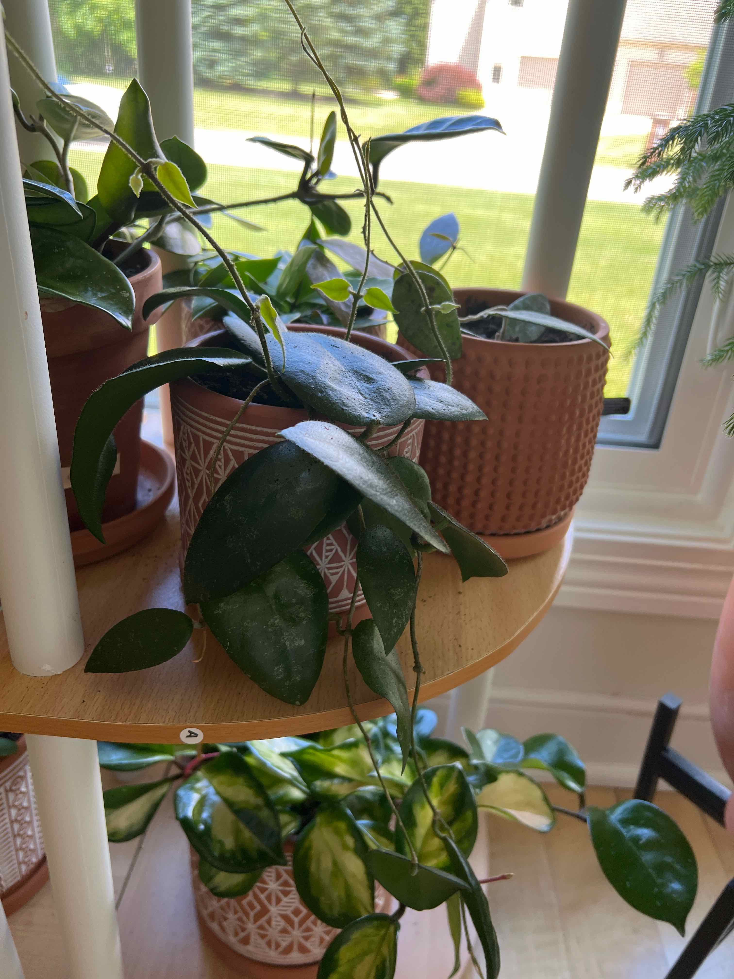 Hoya caudata Sumatra plant on a shelf near a window, healthy green leaves.