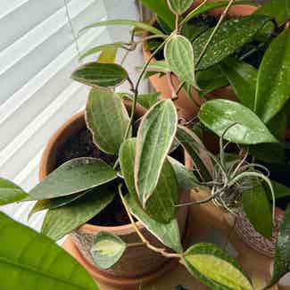 Hoya macrophylla plant in Warren, Ohio
