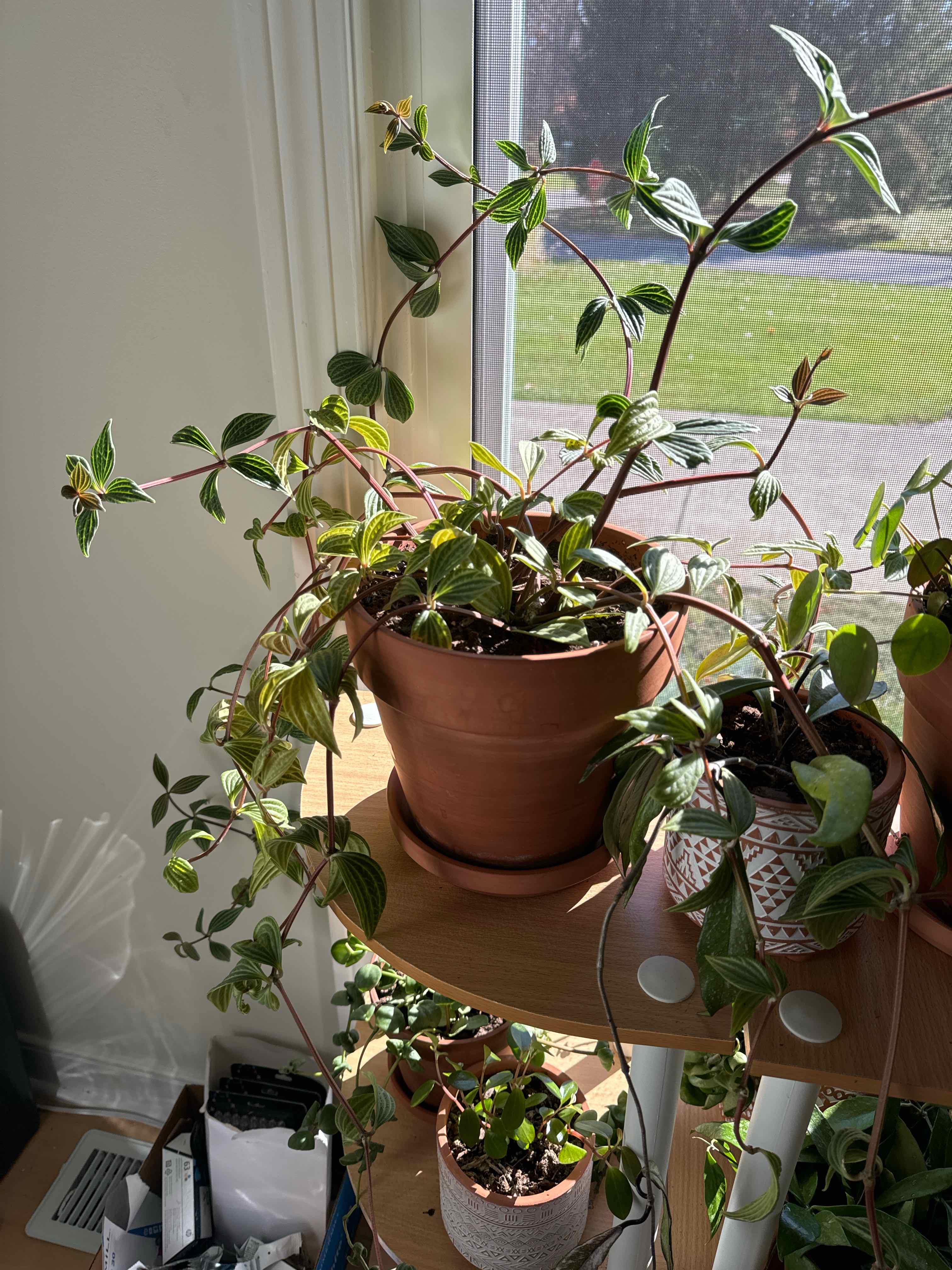 Photo of the plant species parallel peperomia by @Amsetting named Plato on Greg, the plant care app